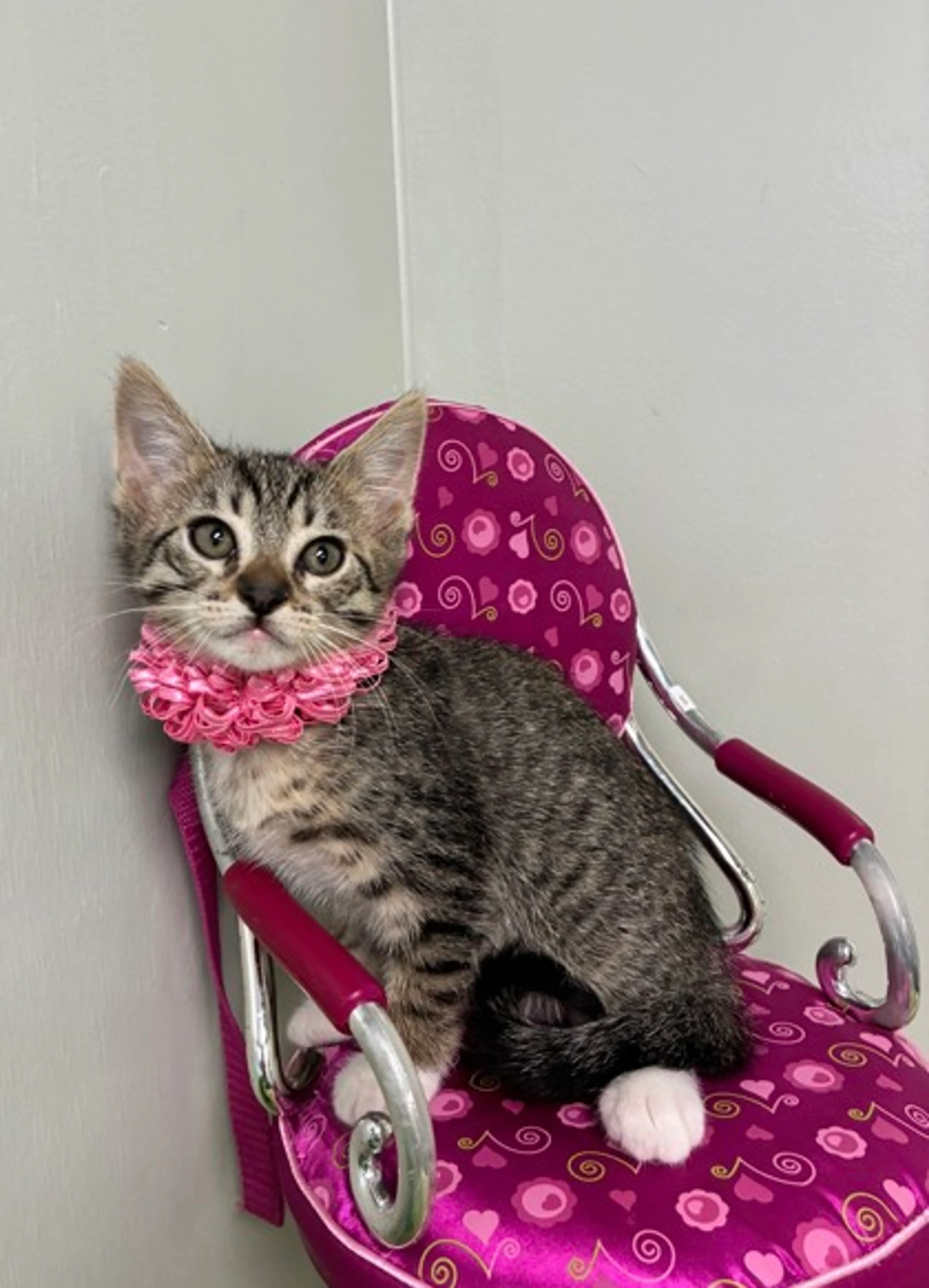 Found pet-2