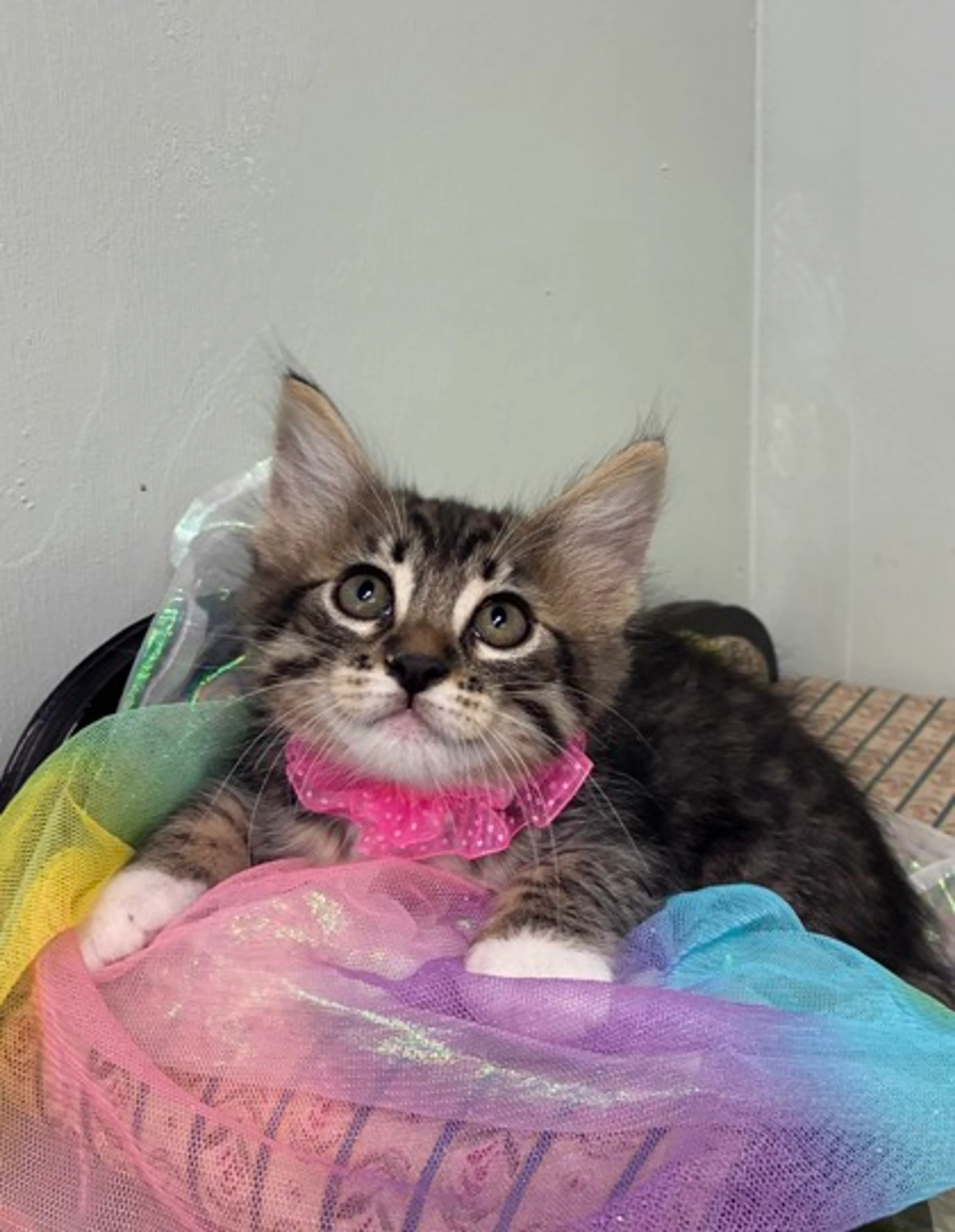 Found pet-2