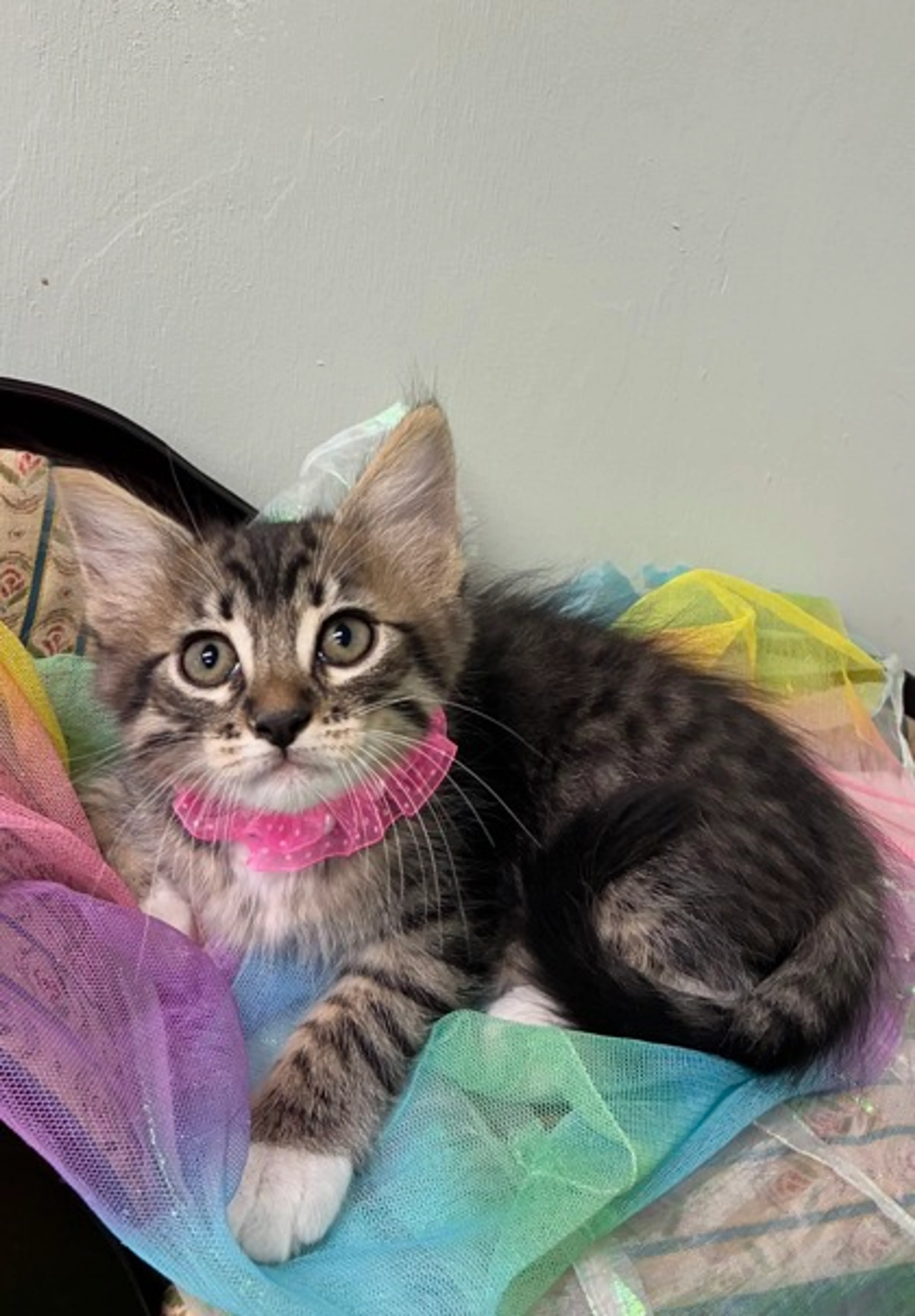 Found pet-1