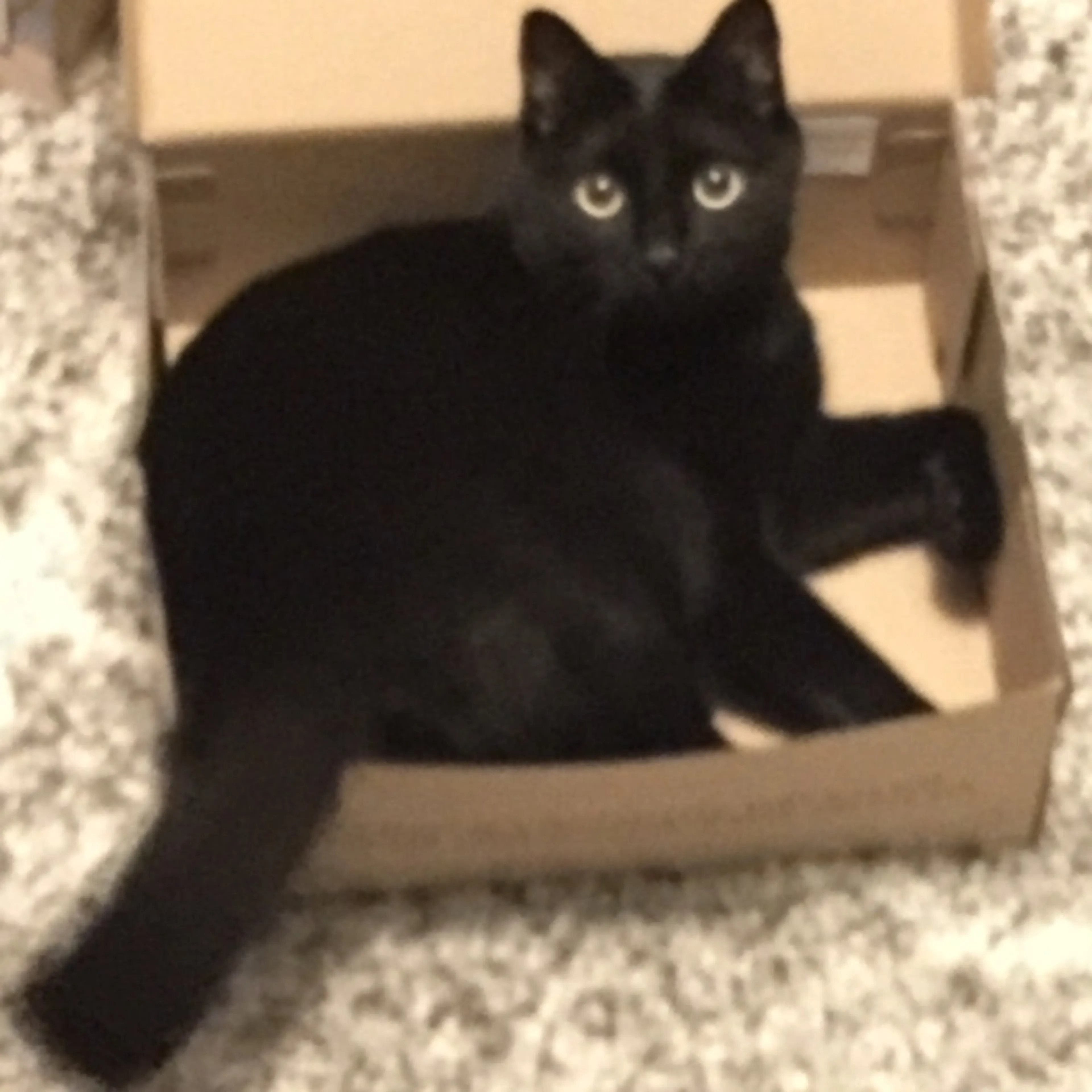 Lost pet