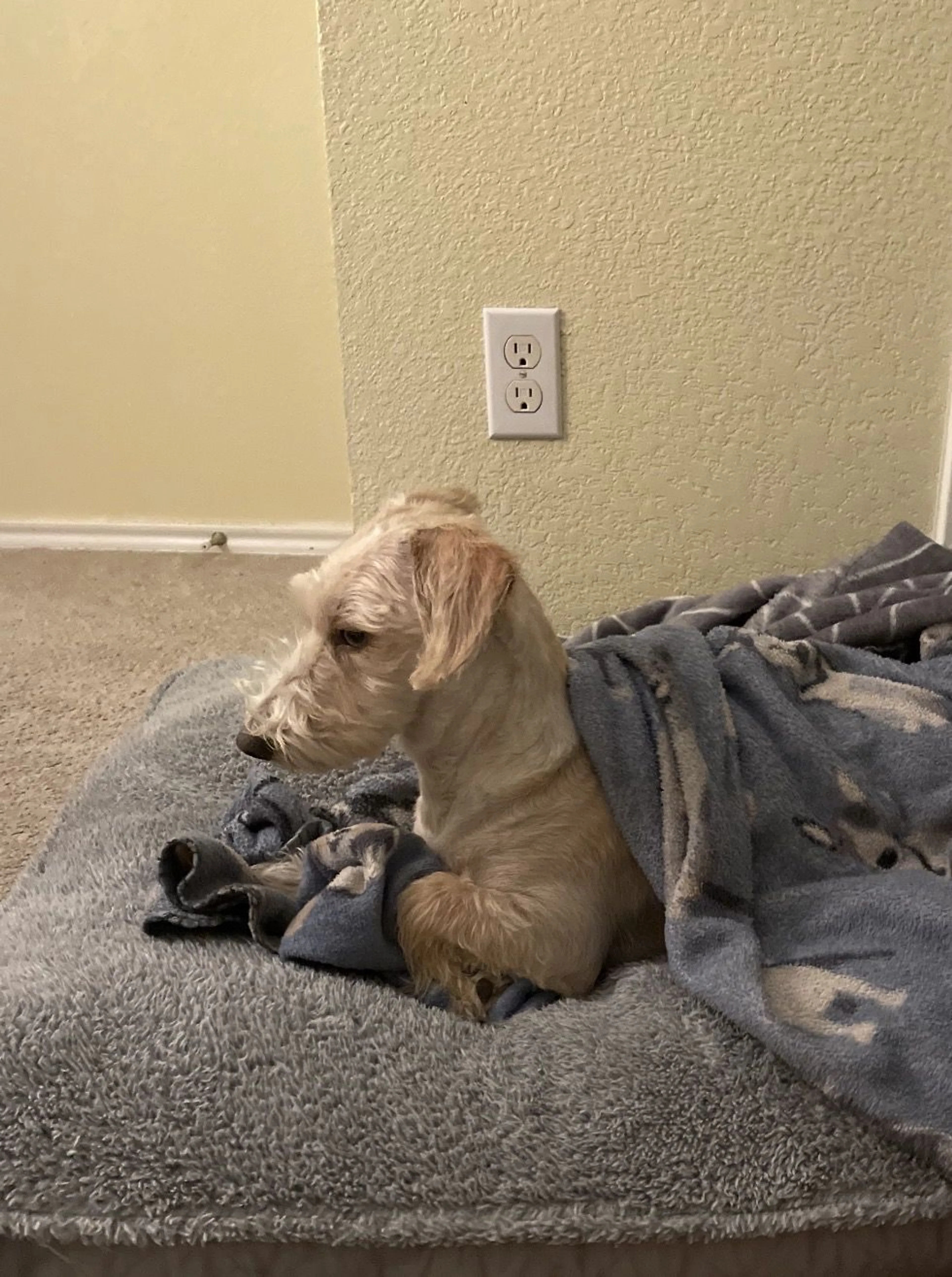 Lost pet-1