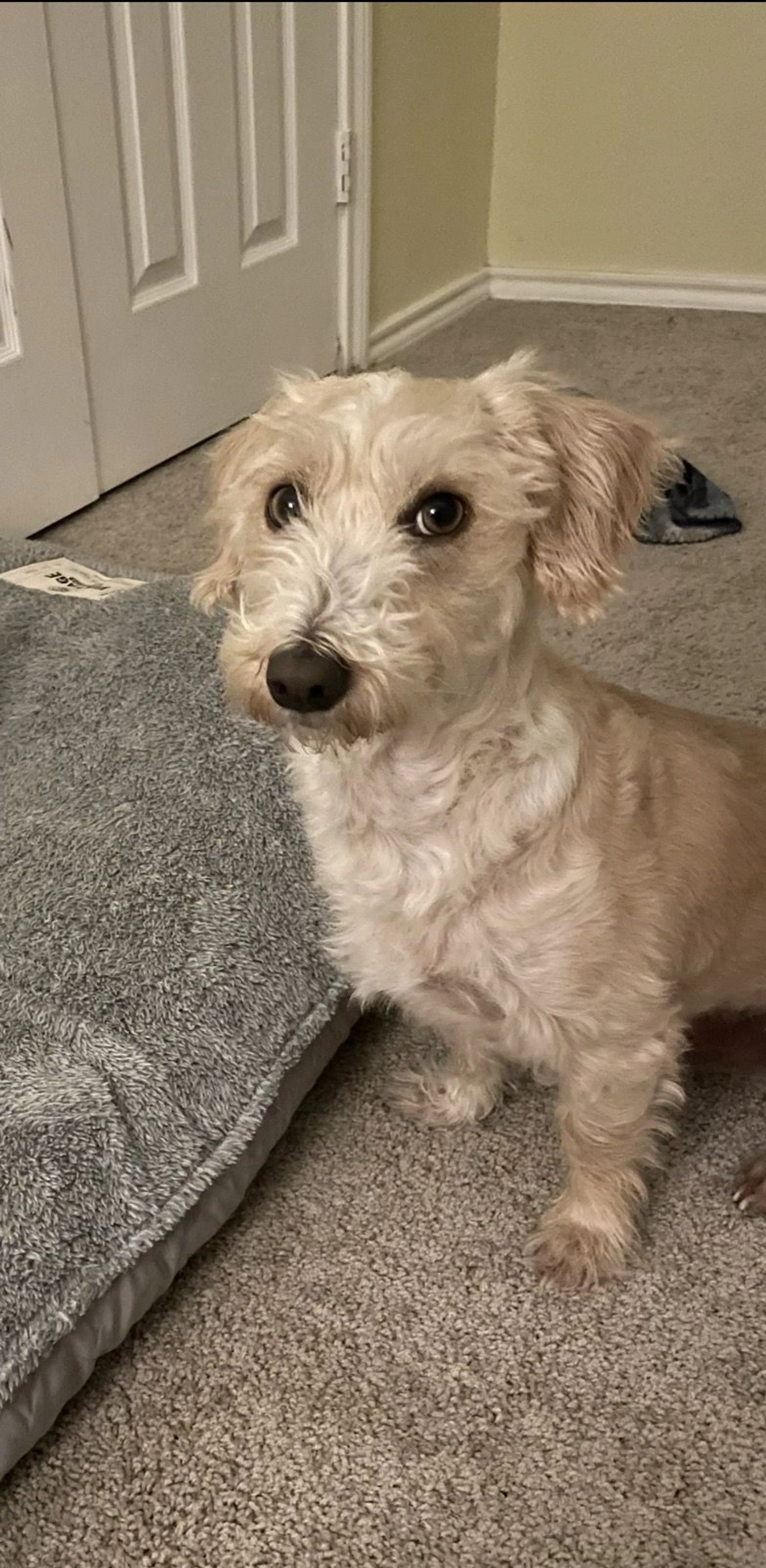 Lost pet-0