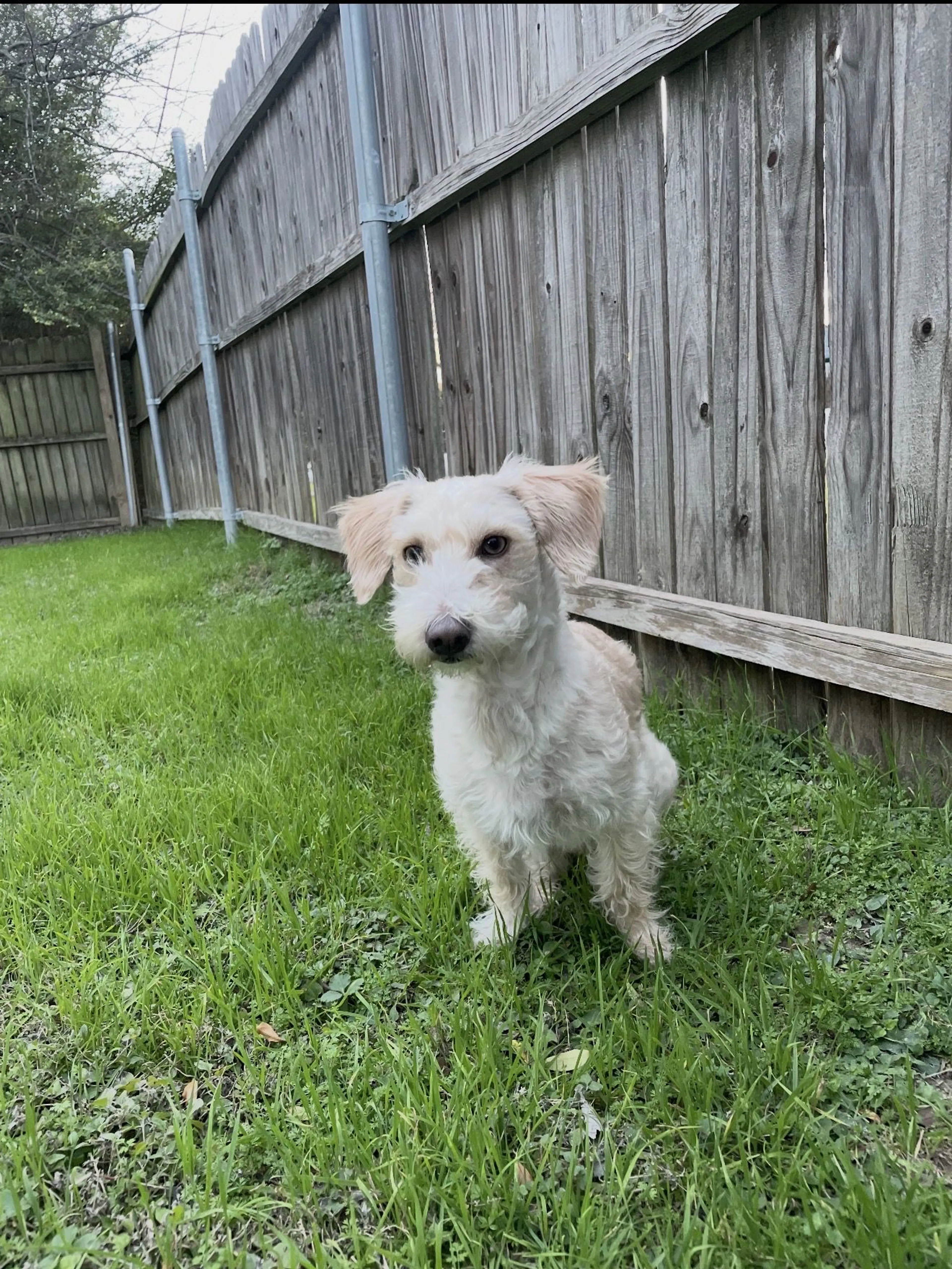 Lost pet-2