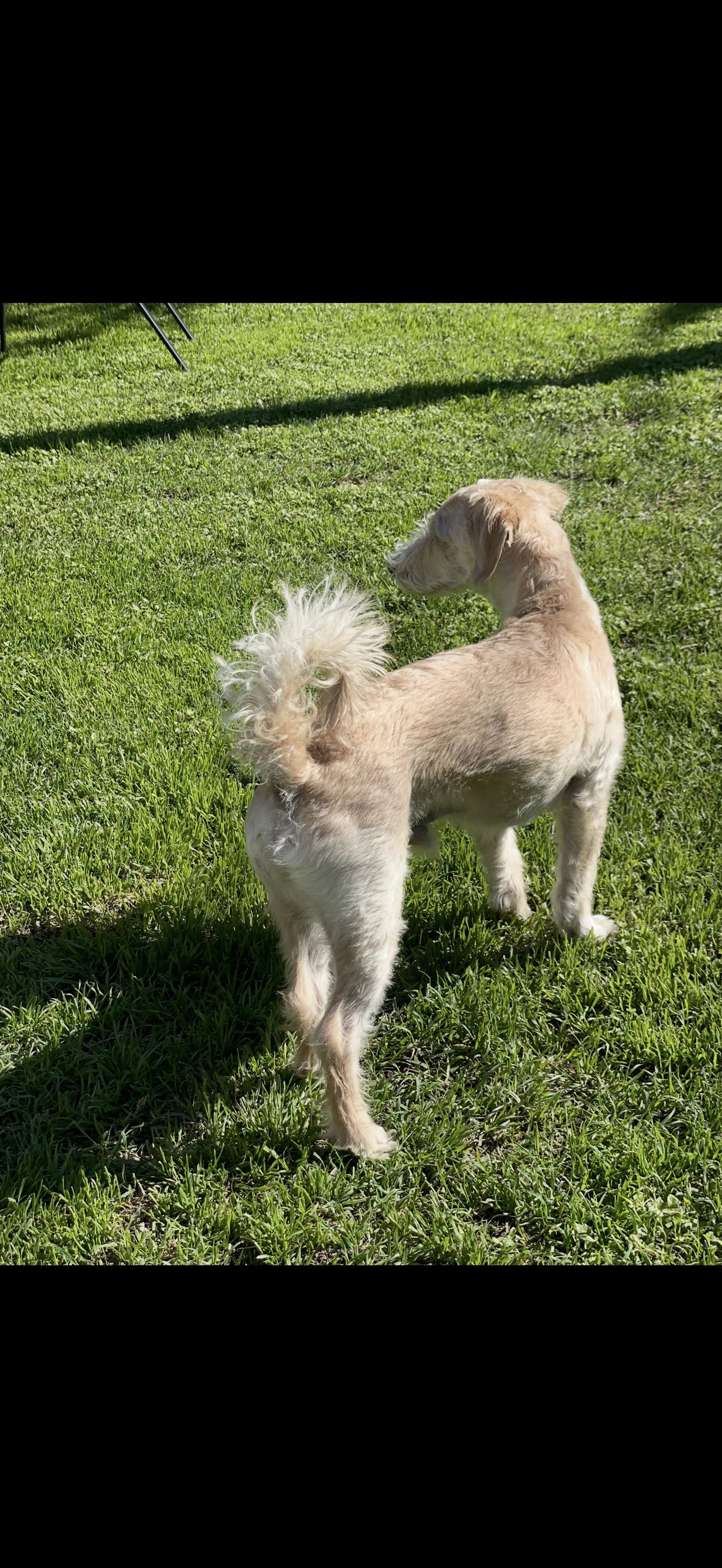 Lost pet-3