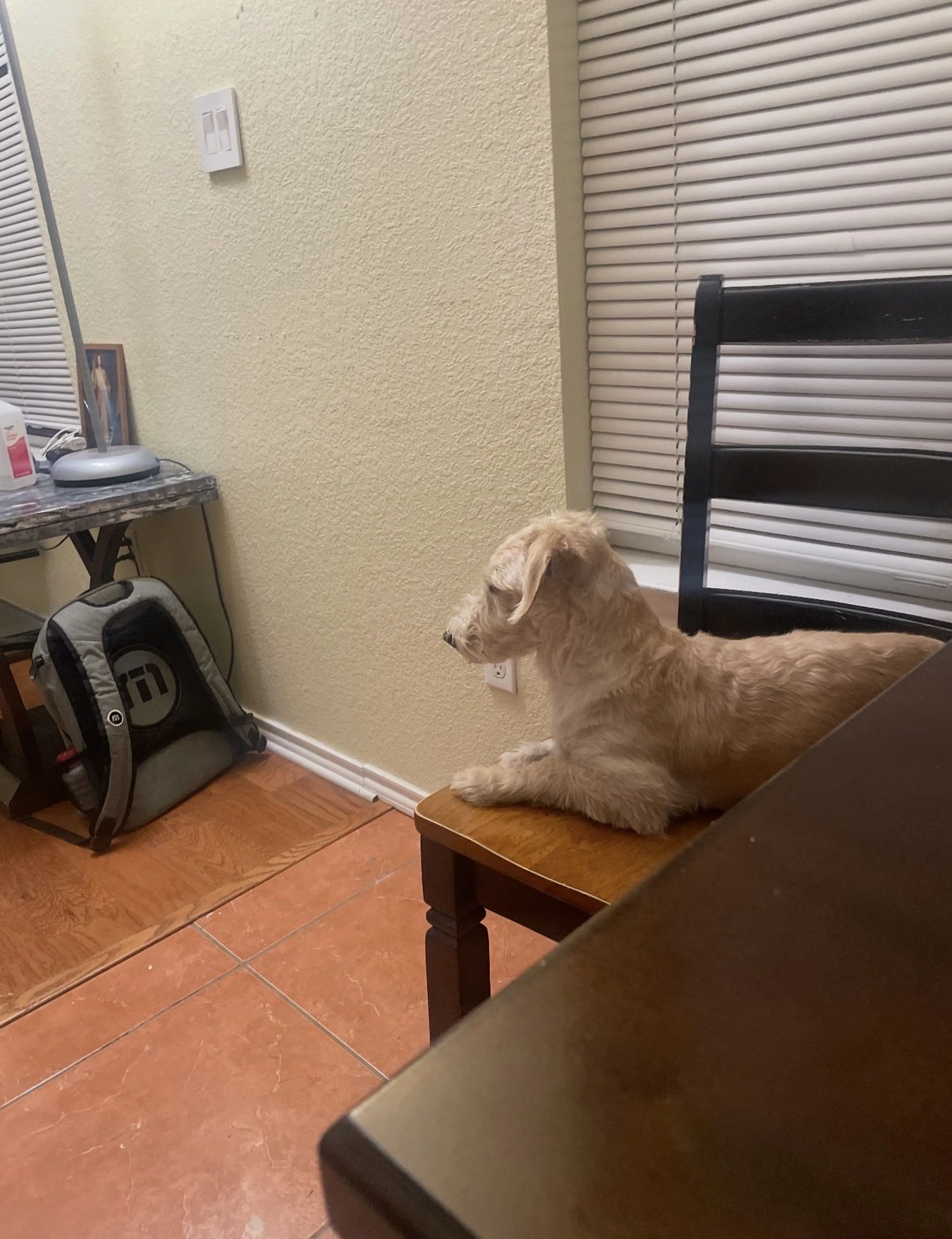 Lost pet-4