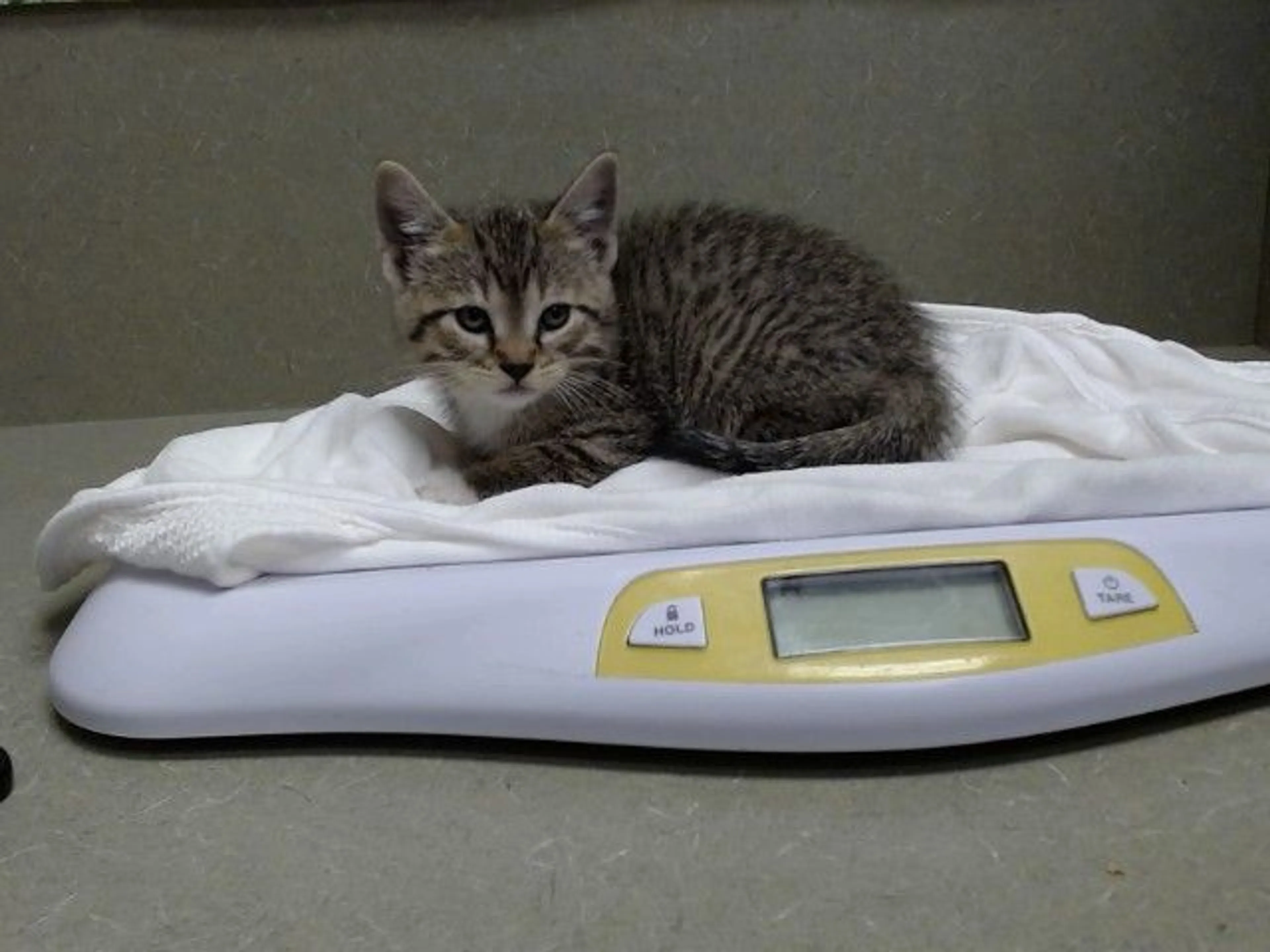 Found pet