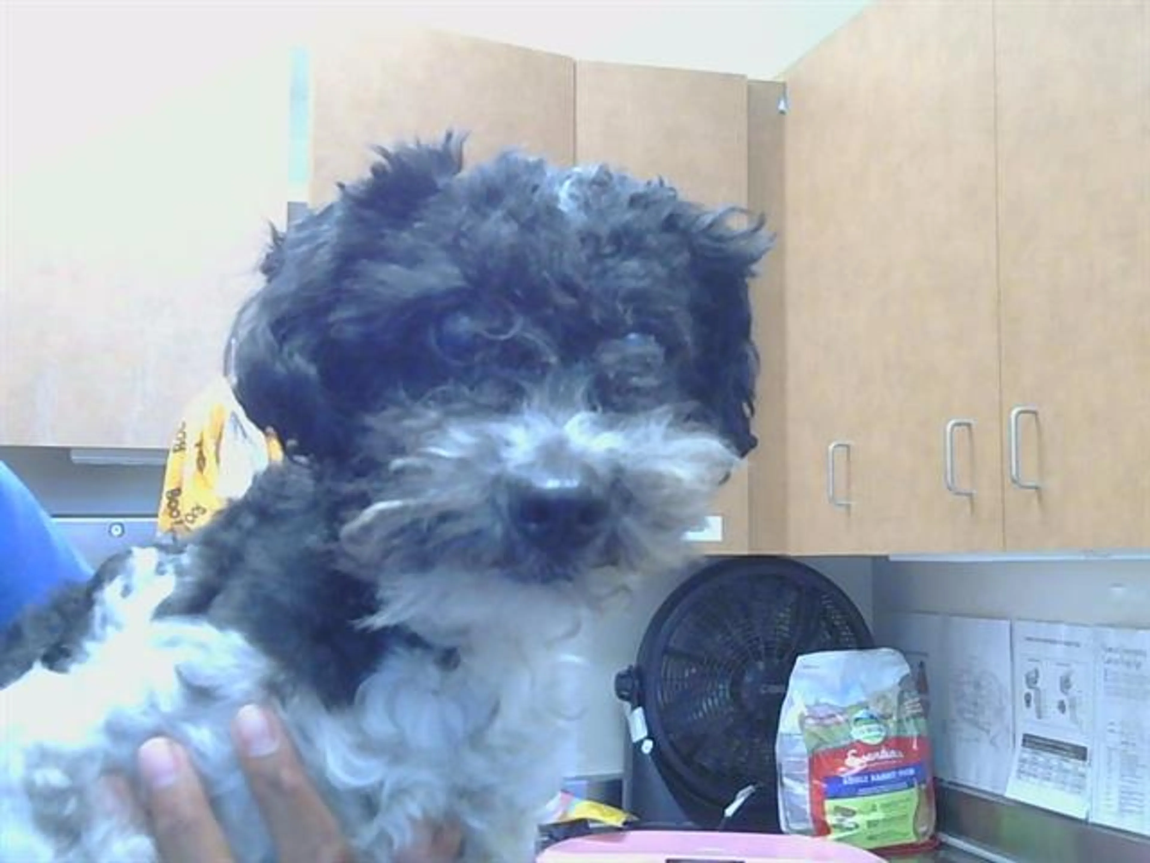 Found pet