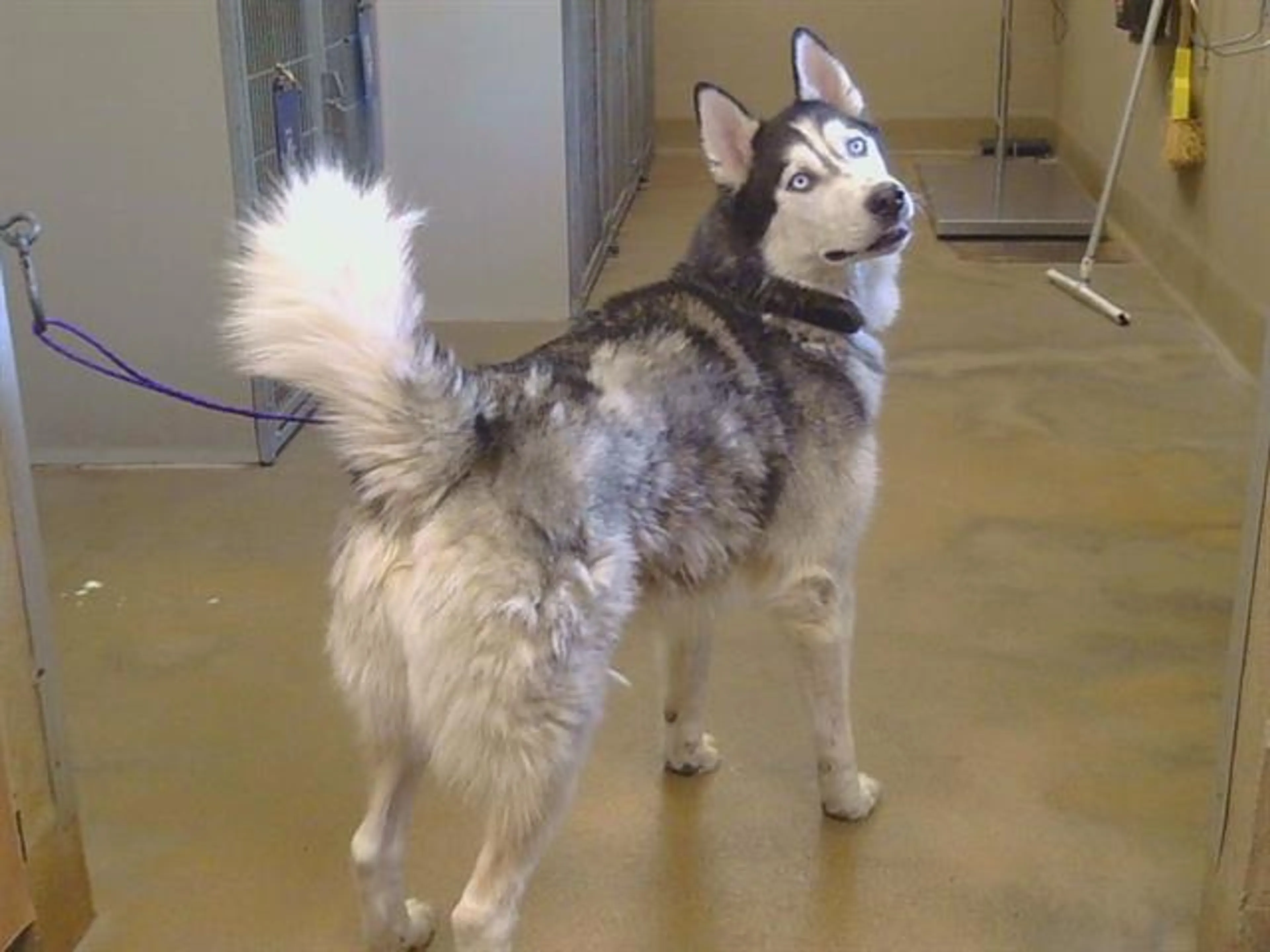 Found pet