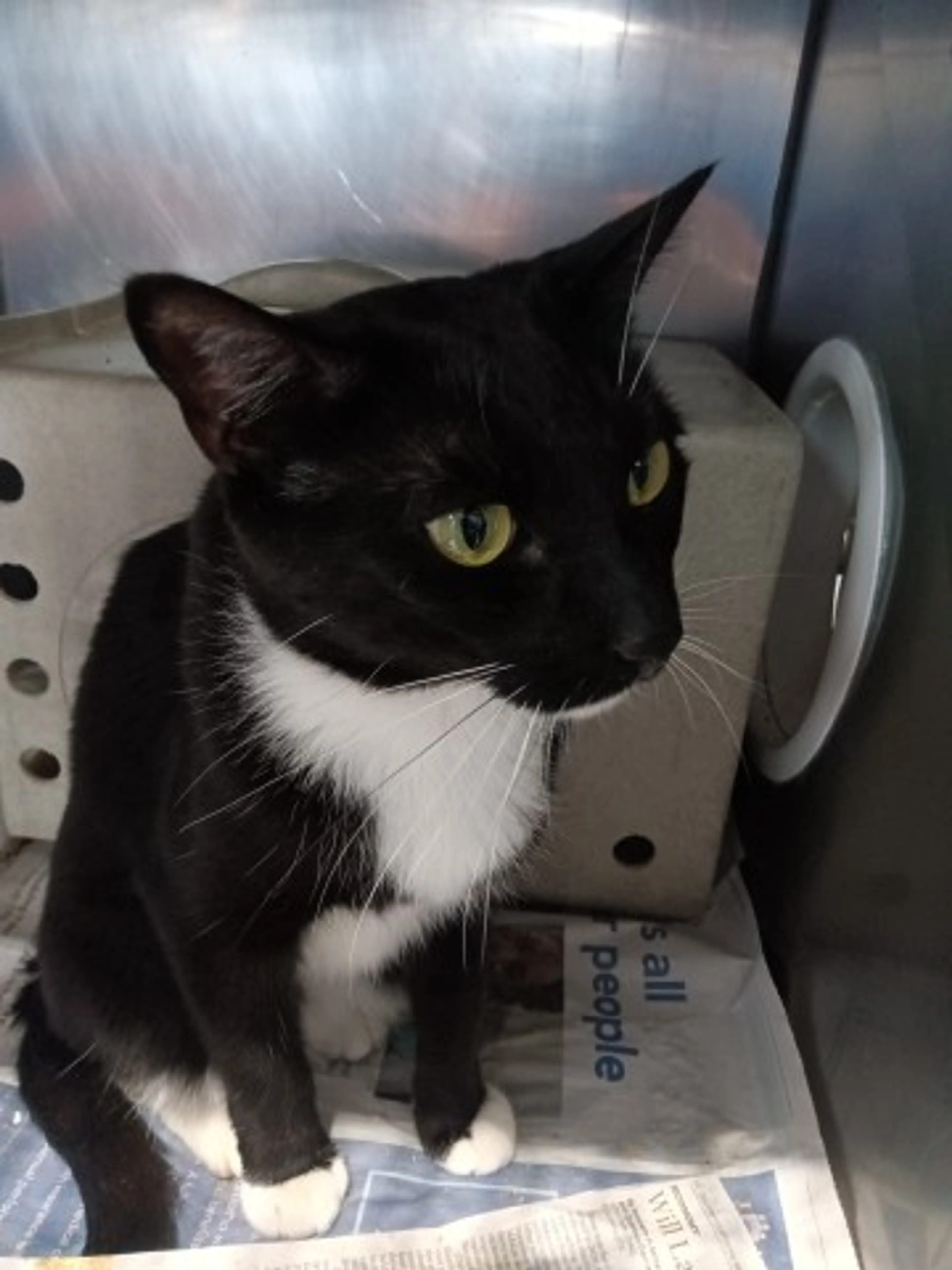 Found pet