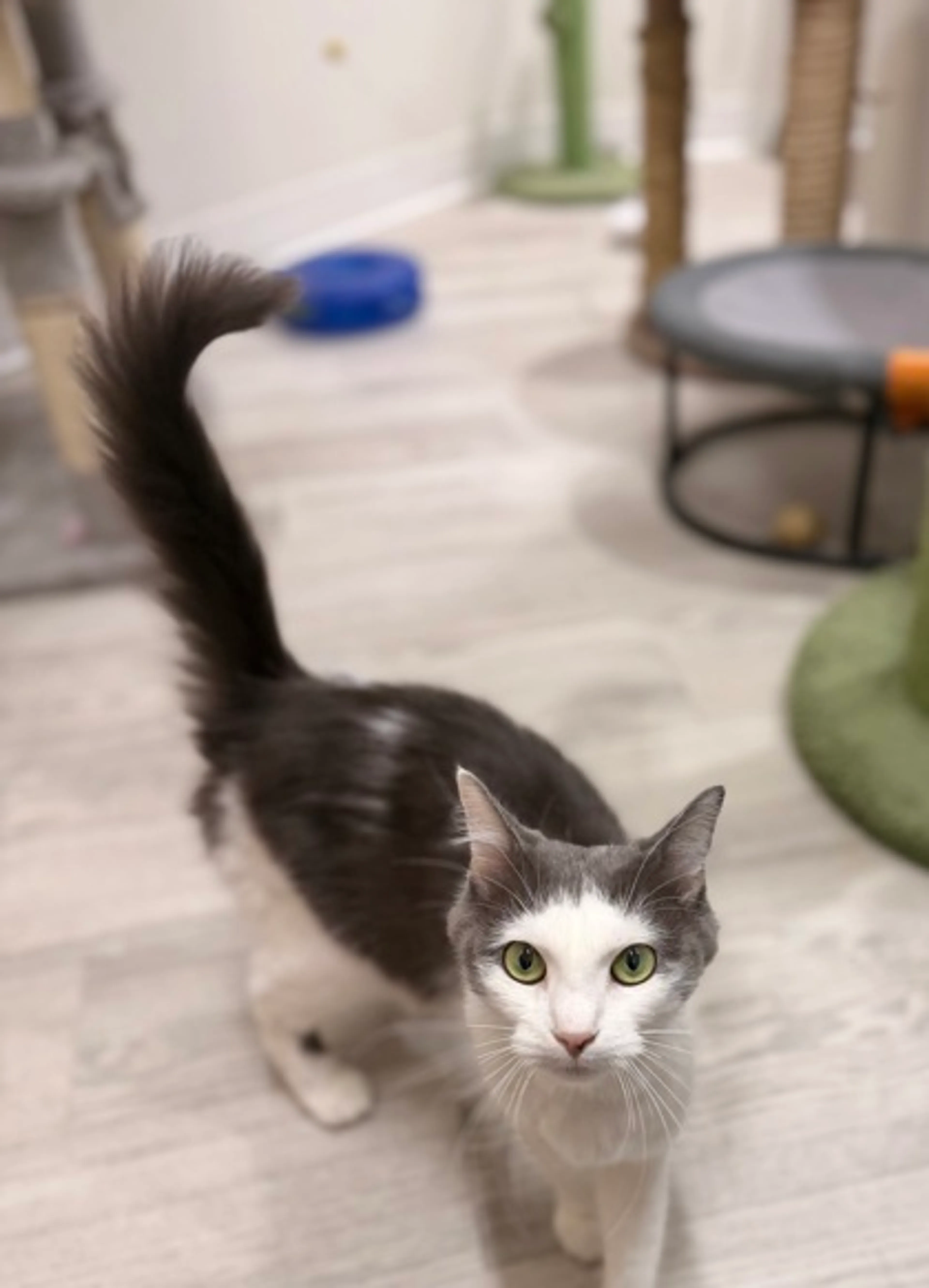 Found pet-0