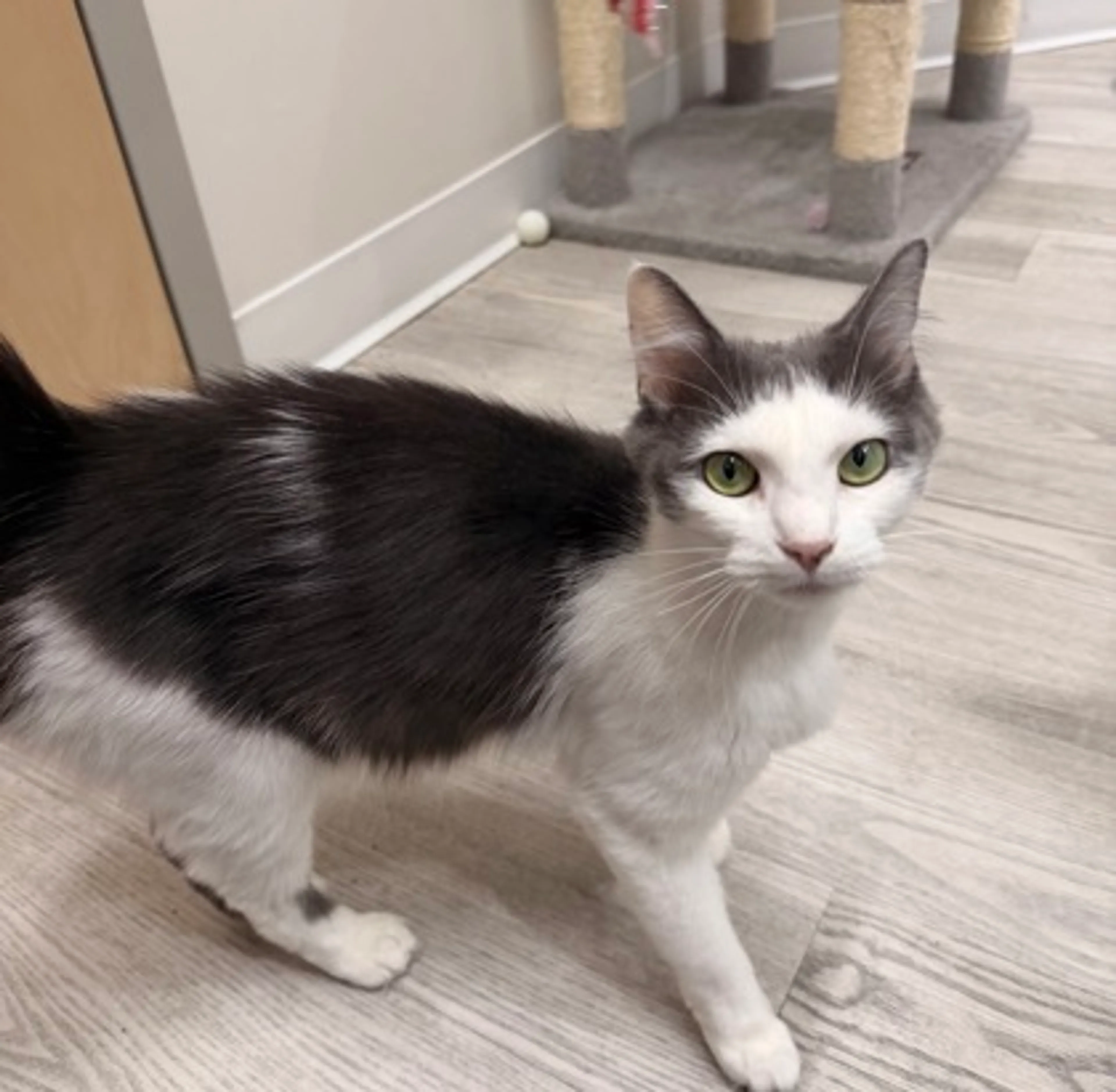 Found pet-1