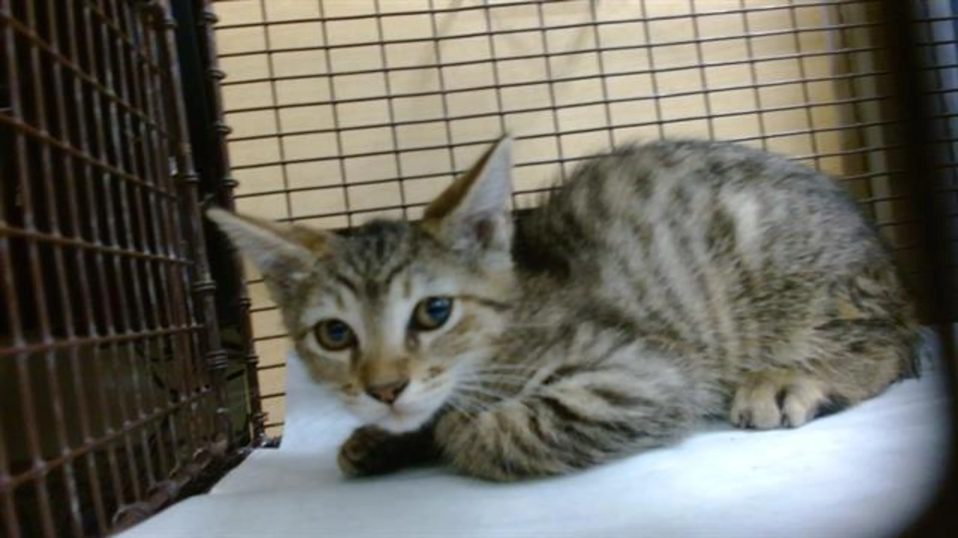 Found pet