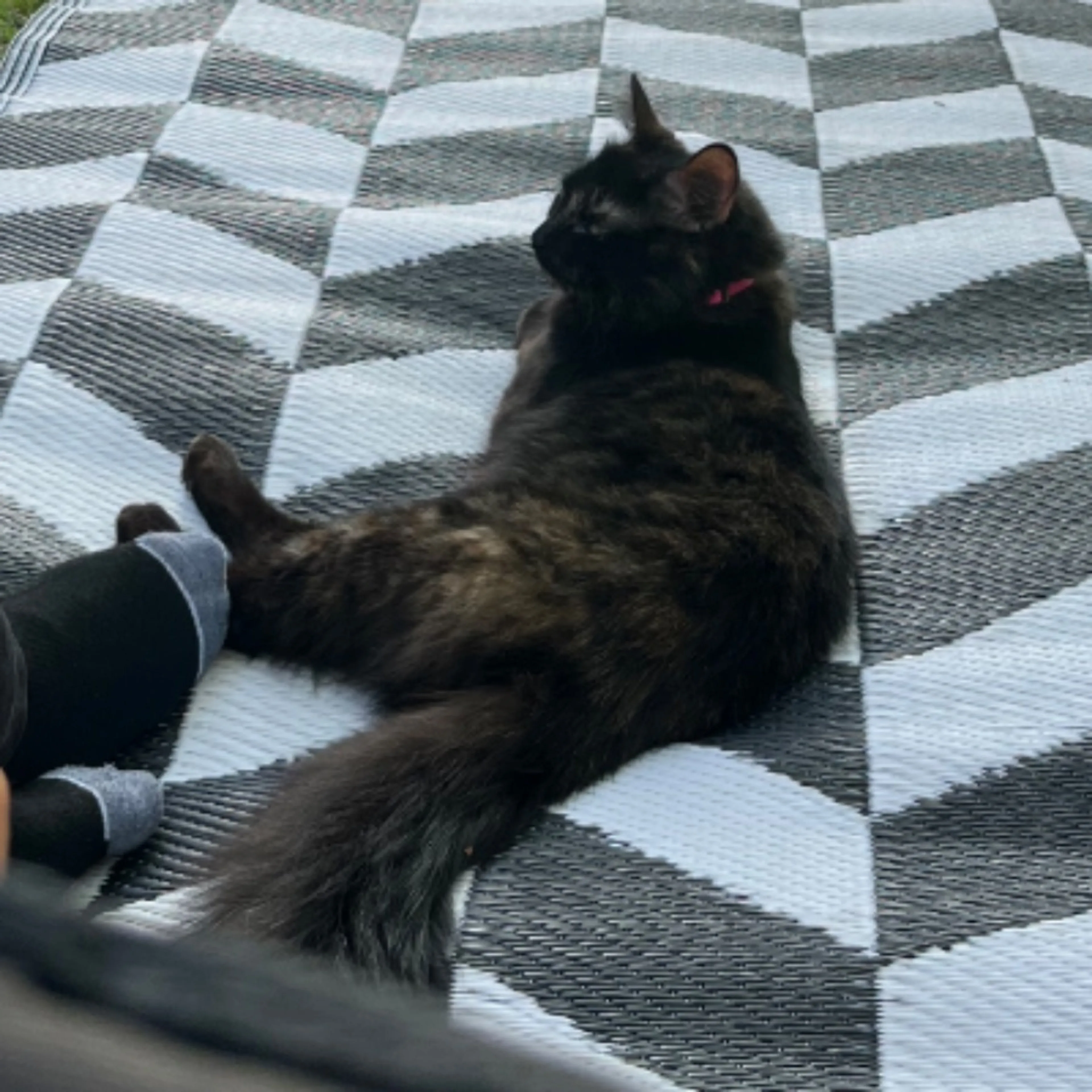 Lost pet-0