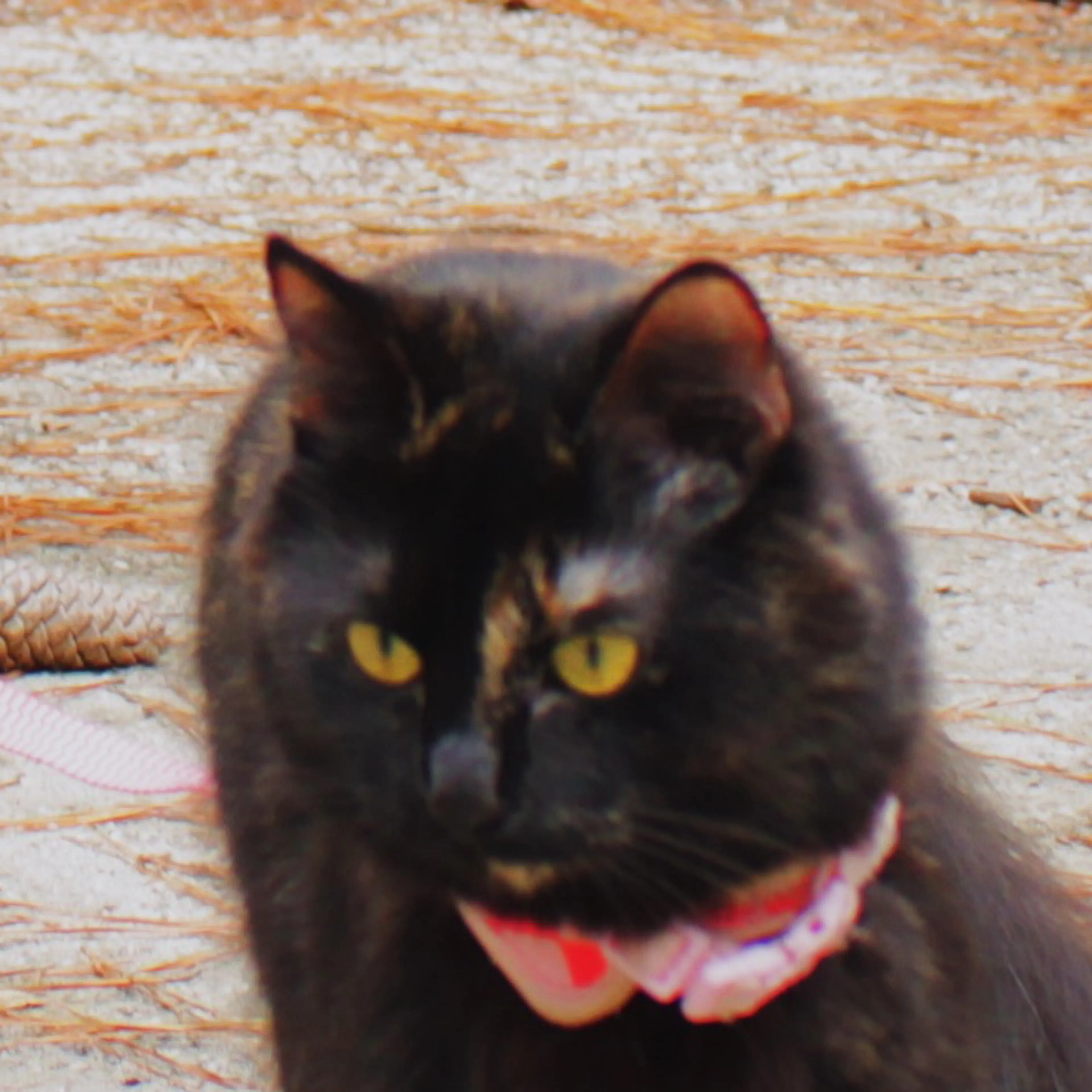 Lost pet-2
