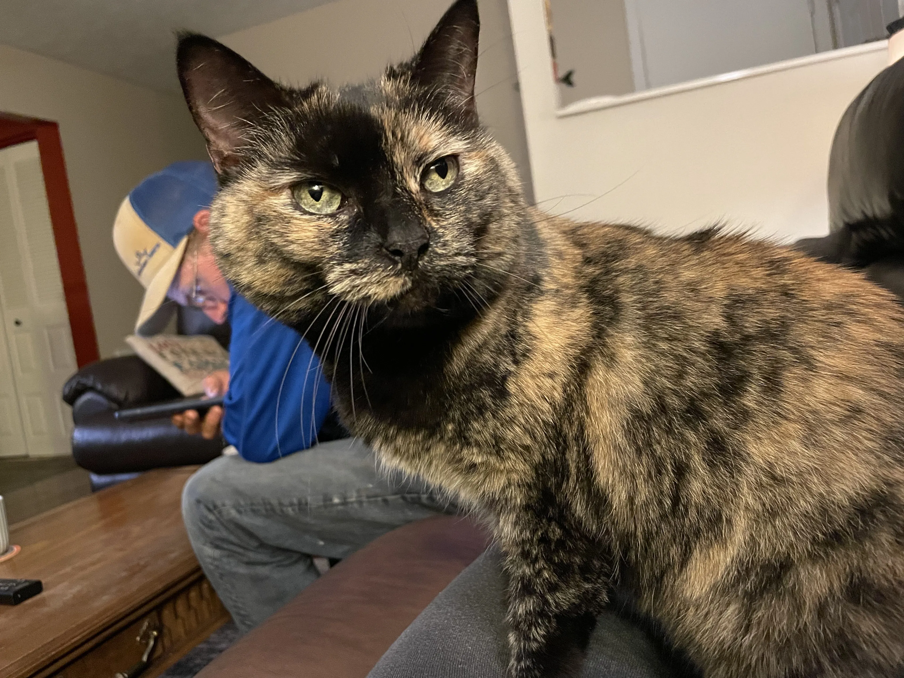 Lost pet-1