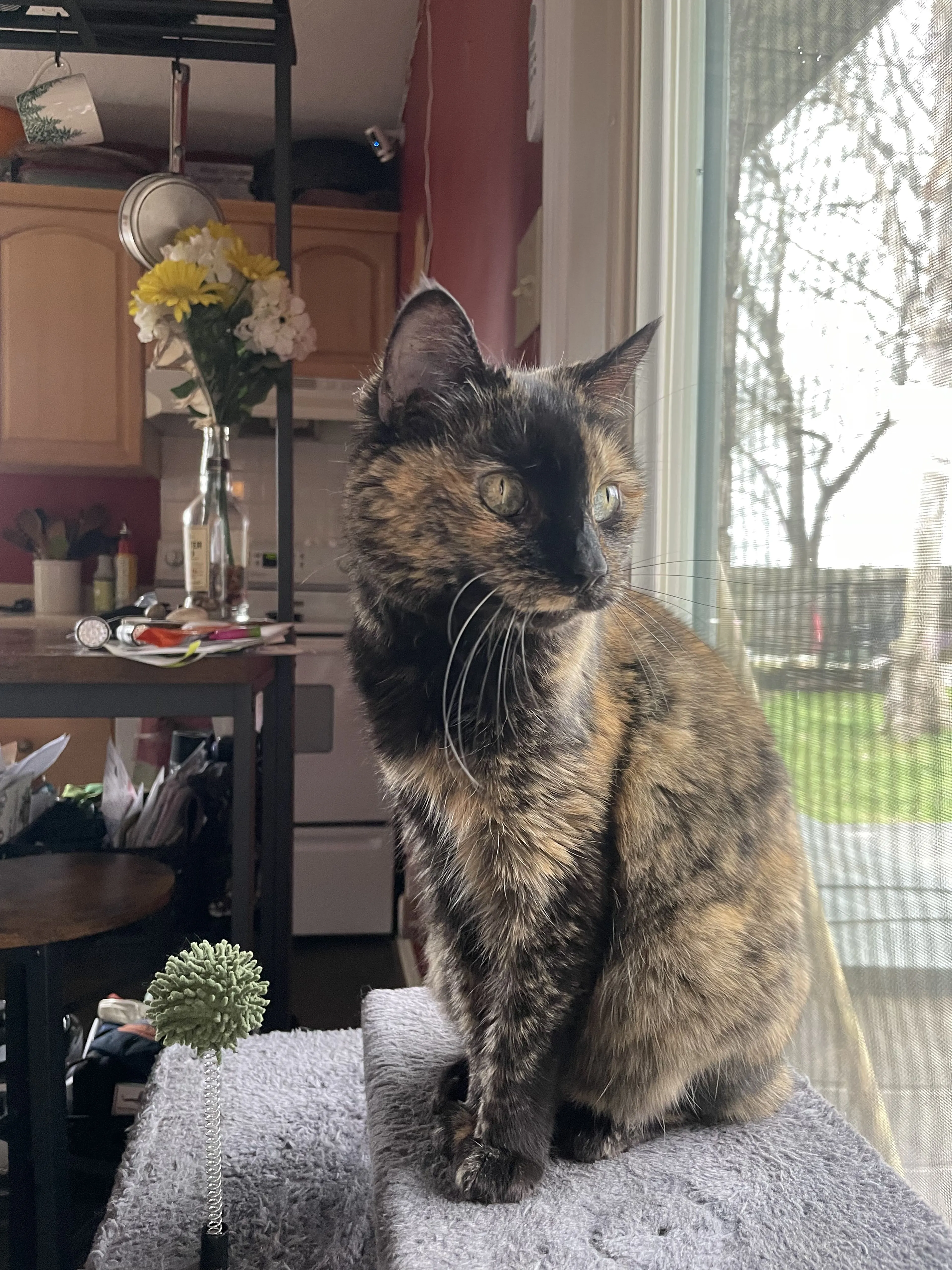 Lost pet-0