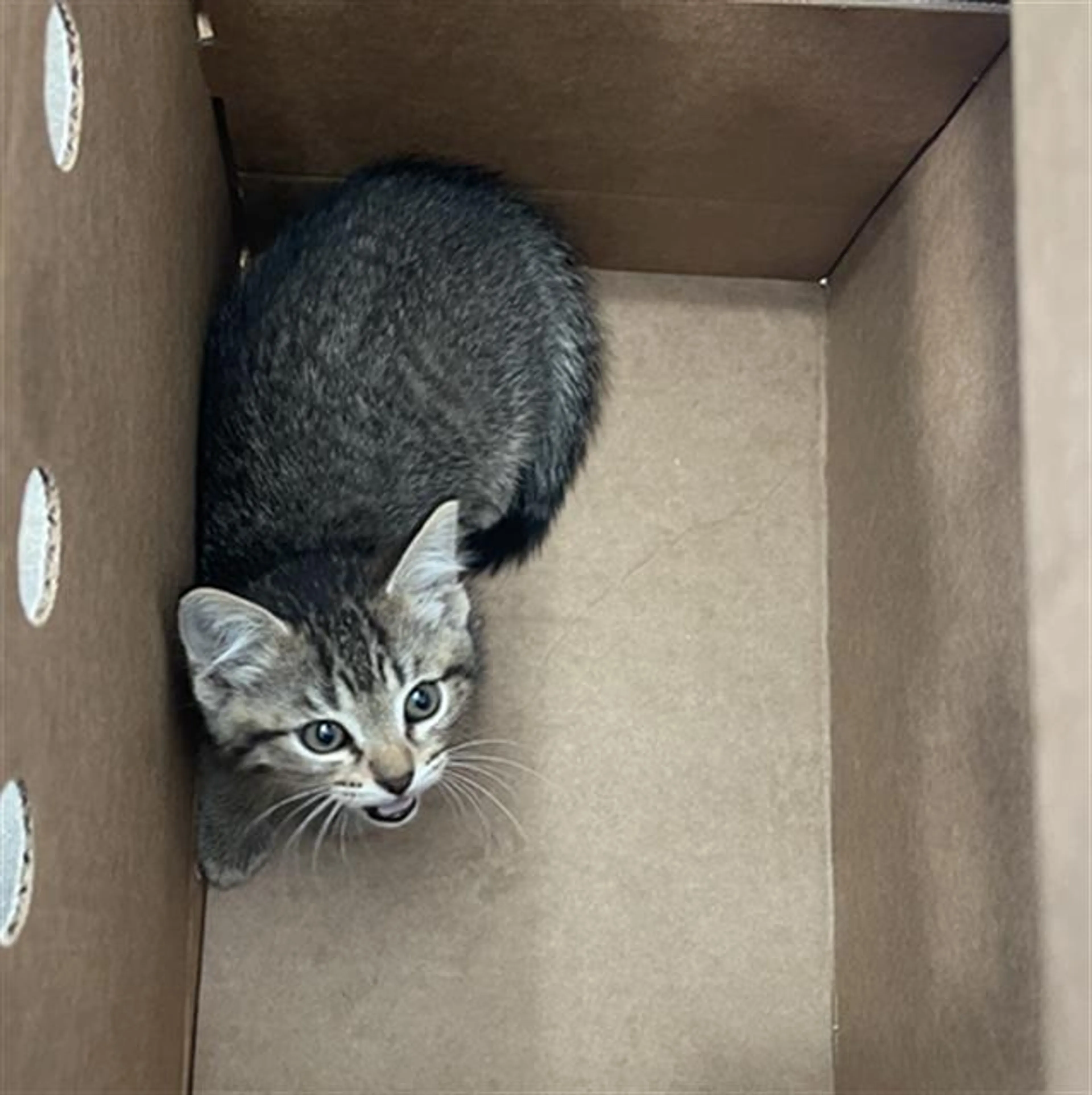 Found pet