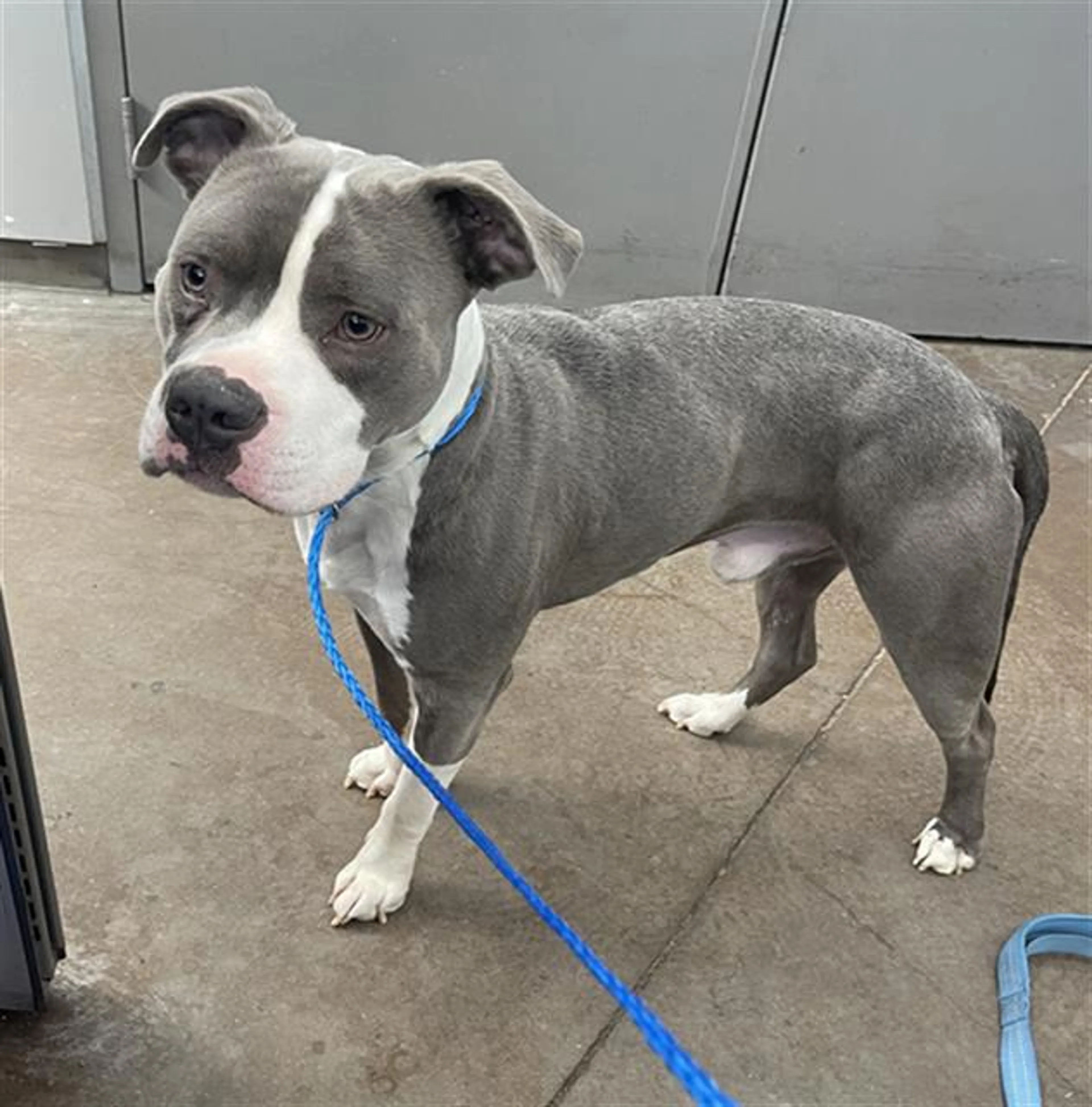 Found pet