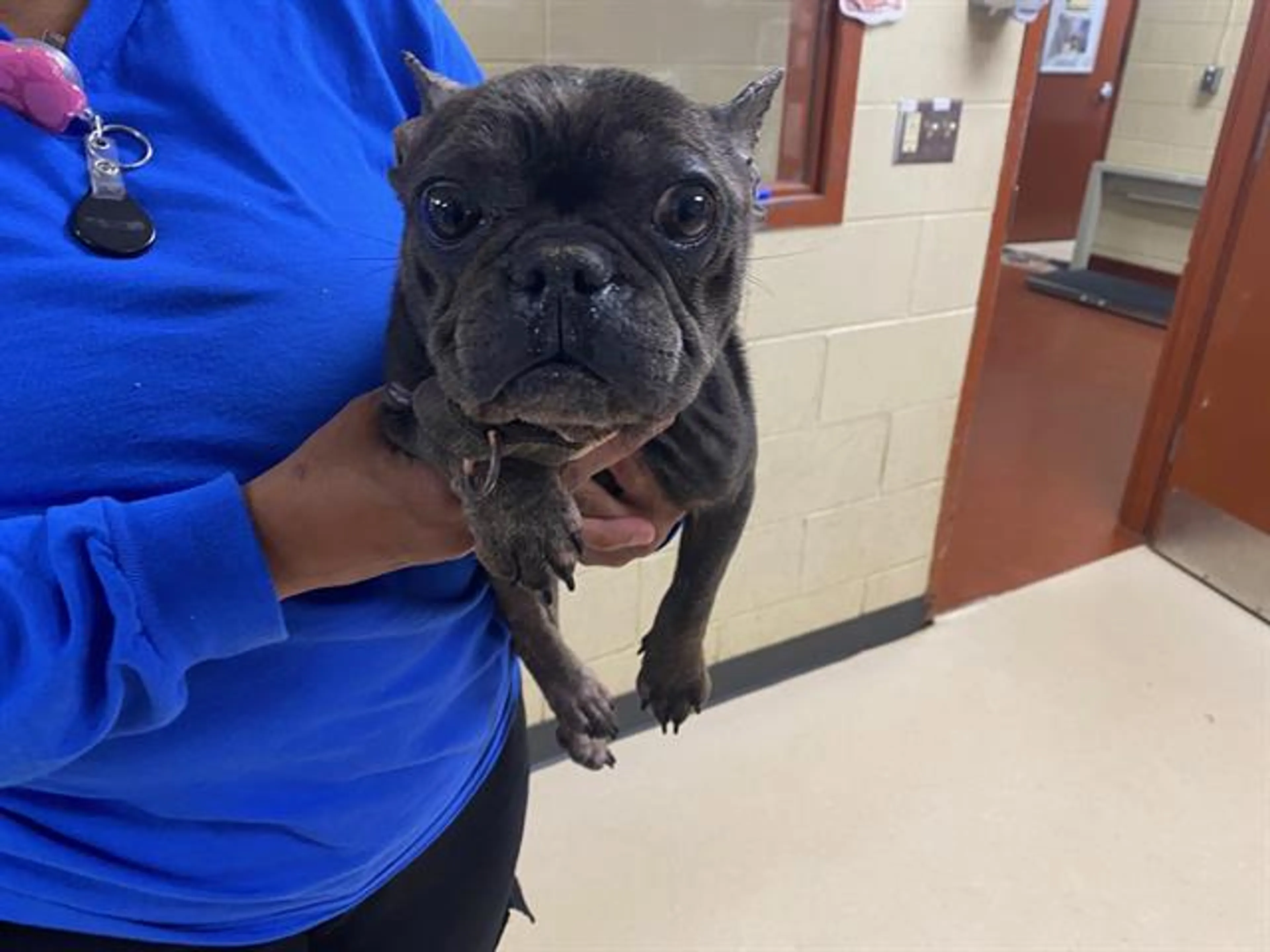 Found pet