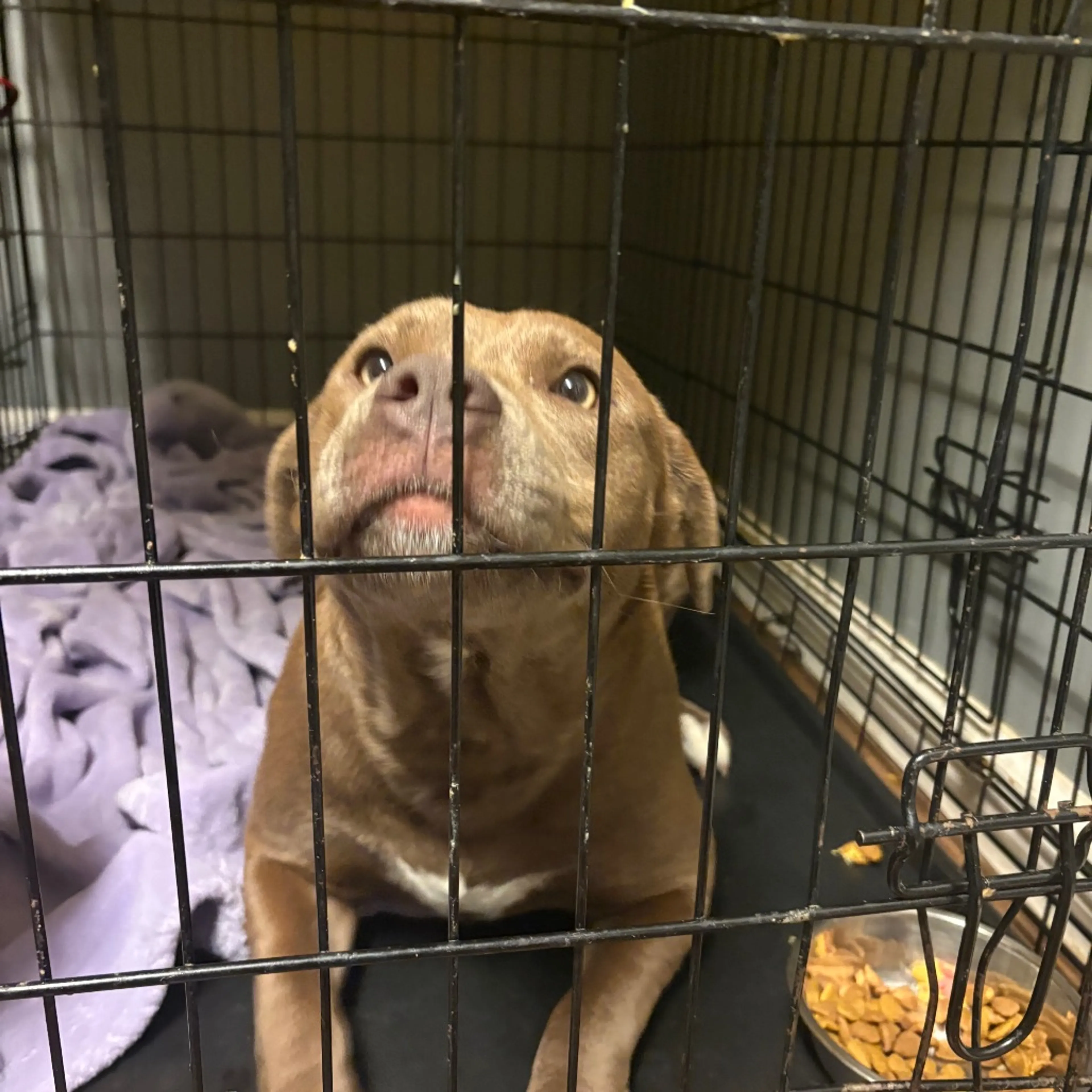 Found pet-1