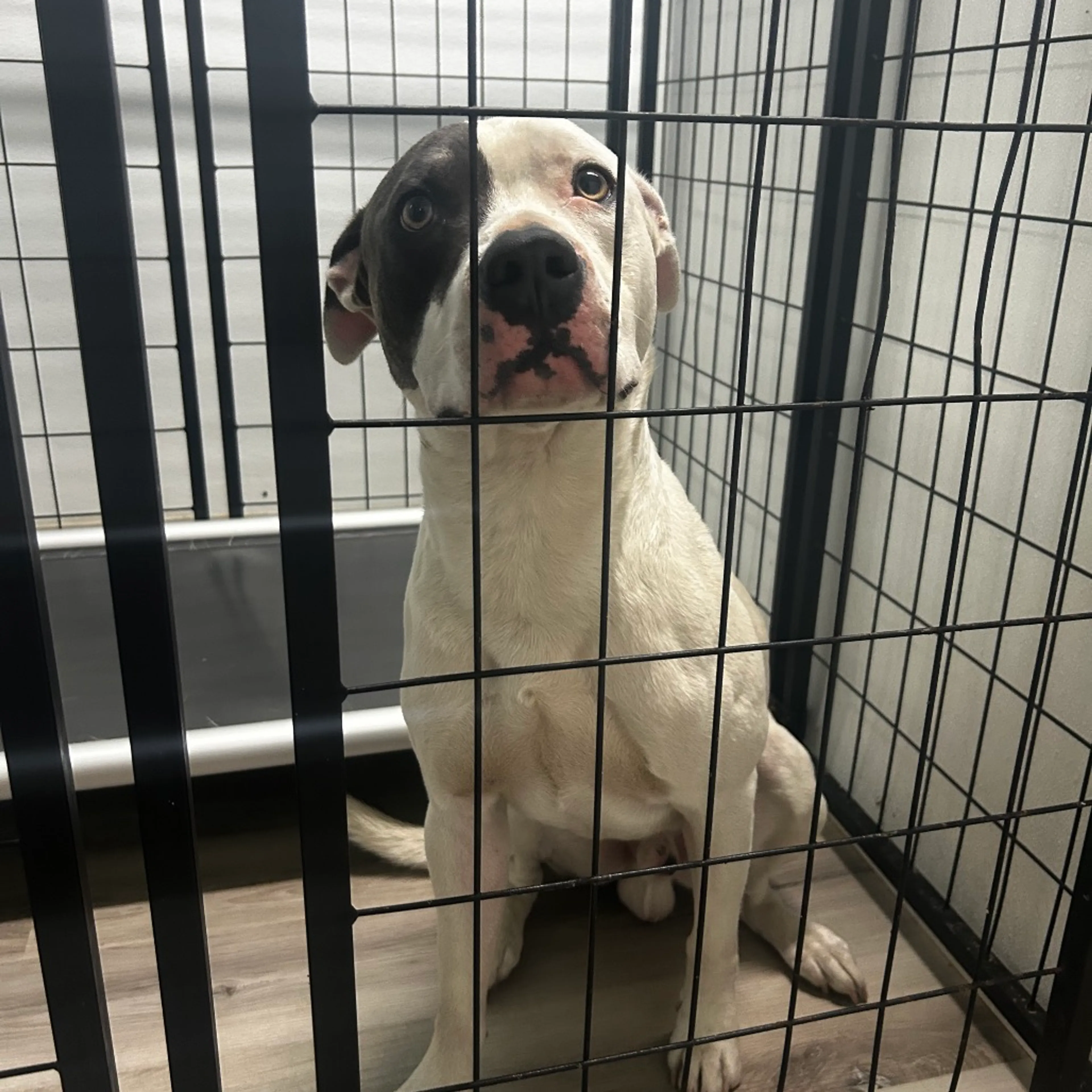 Found pet-1