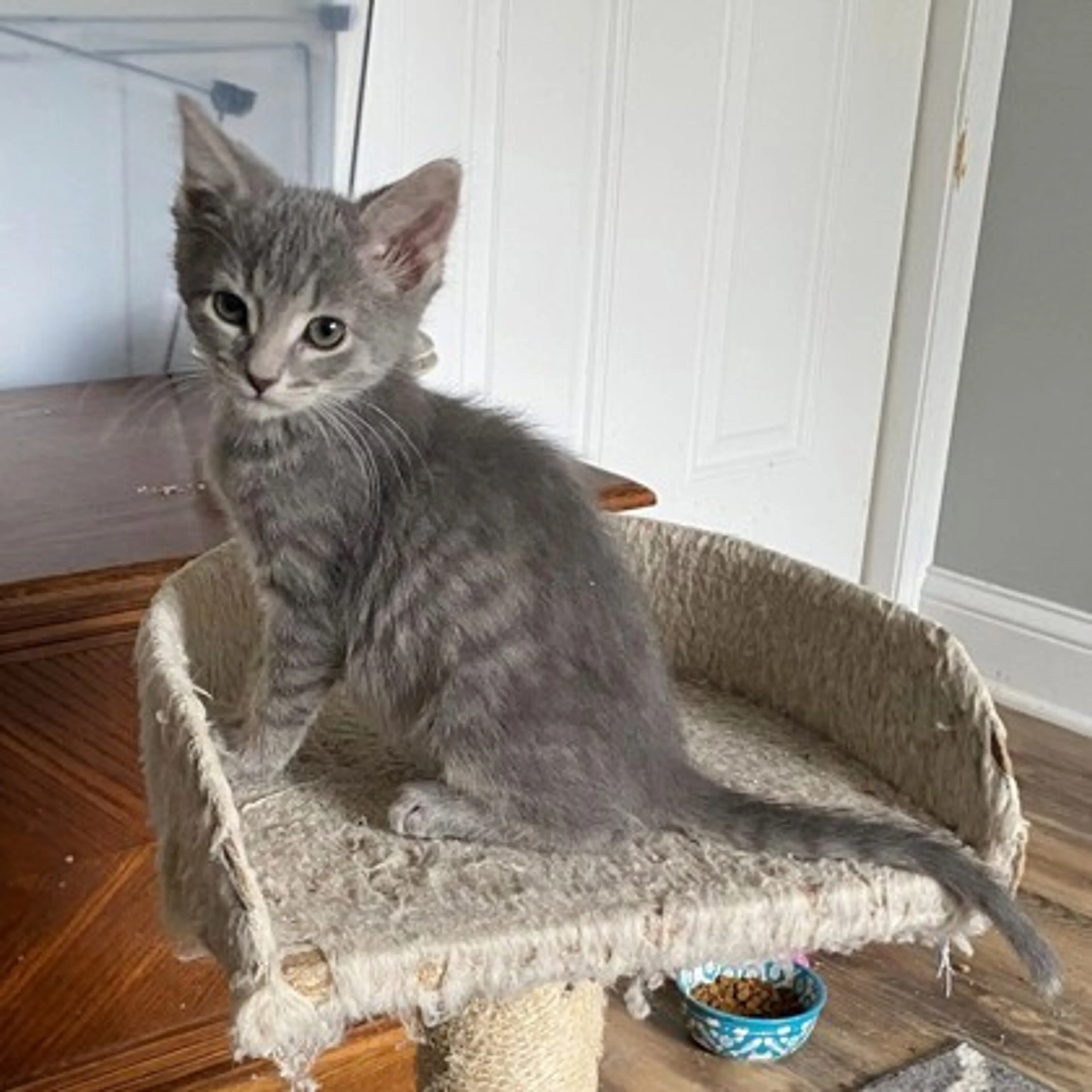 Found pet