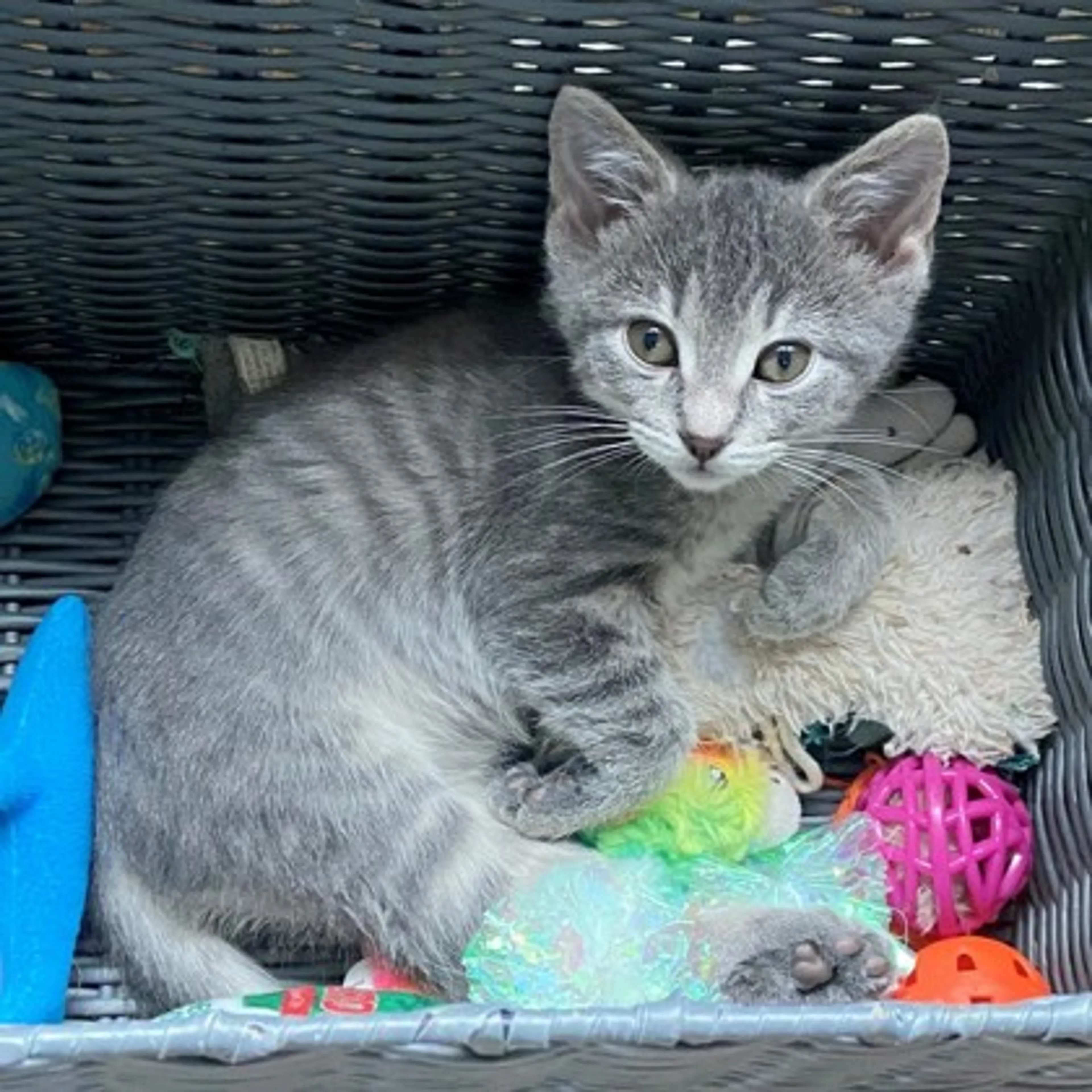 Found pet