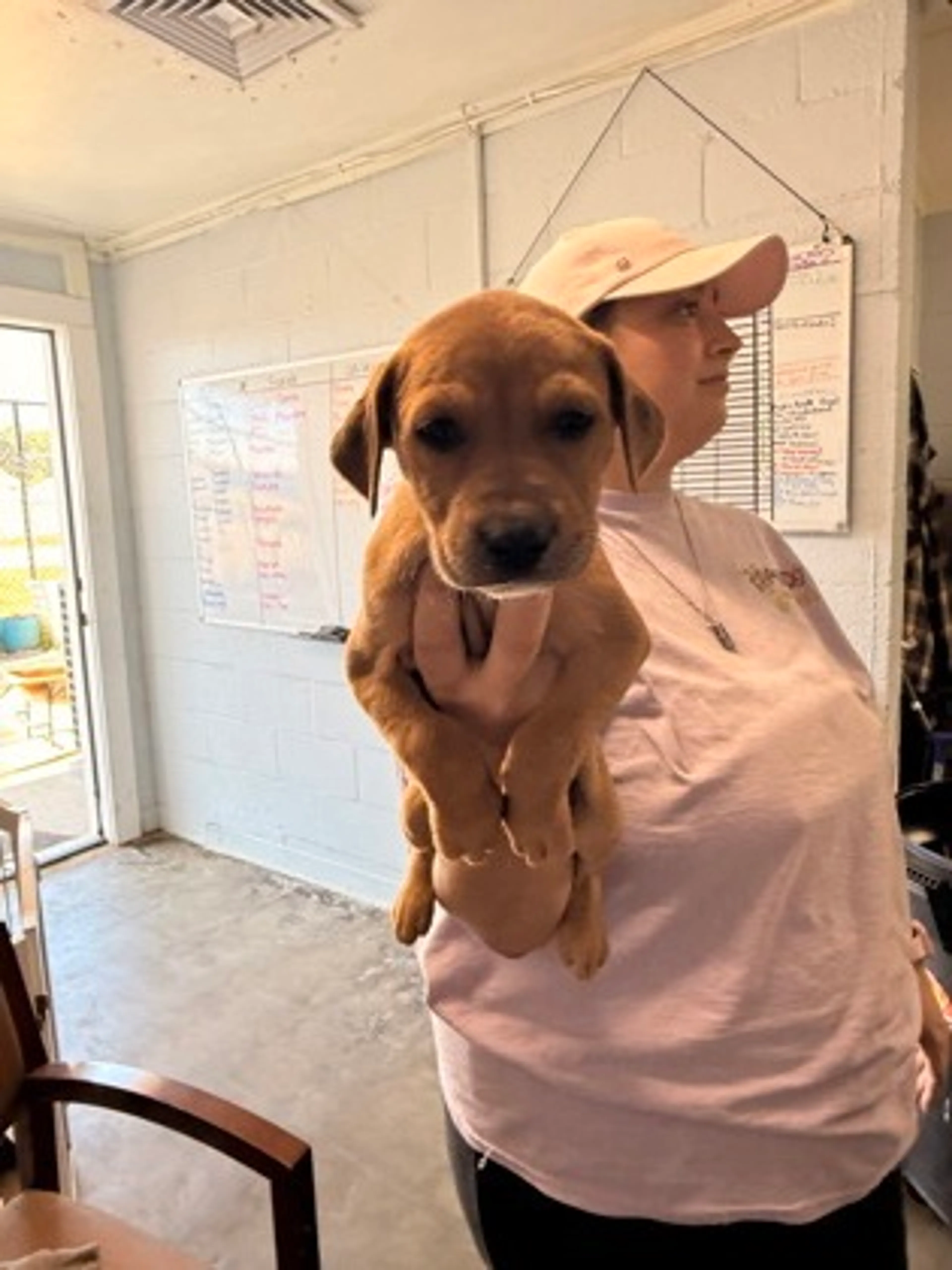 Found pet