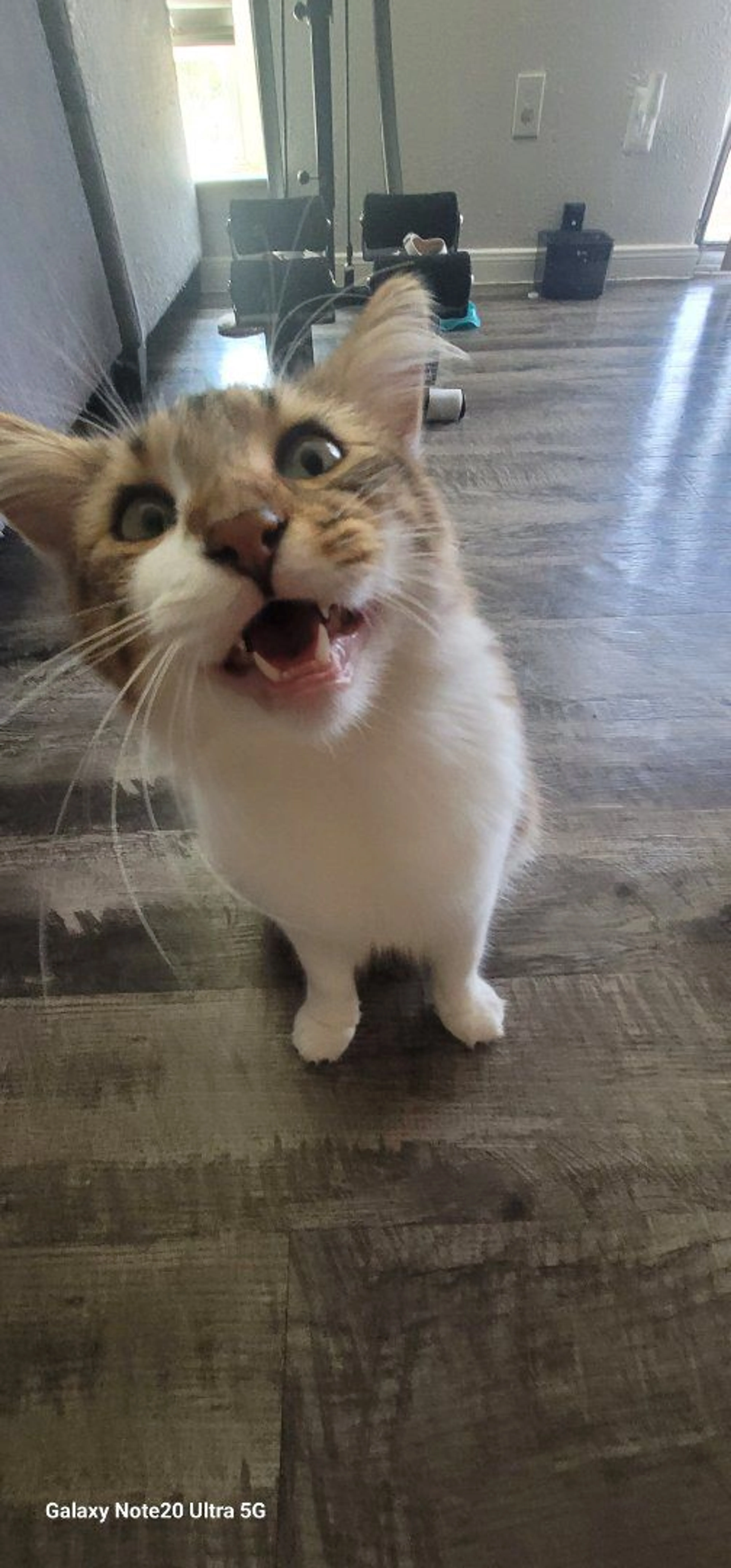 Lost pet-1