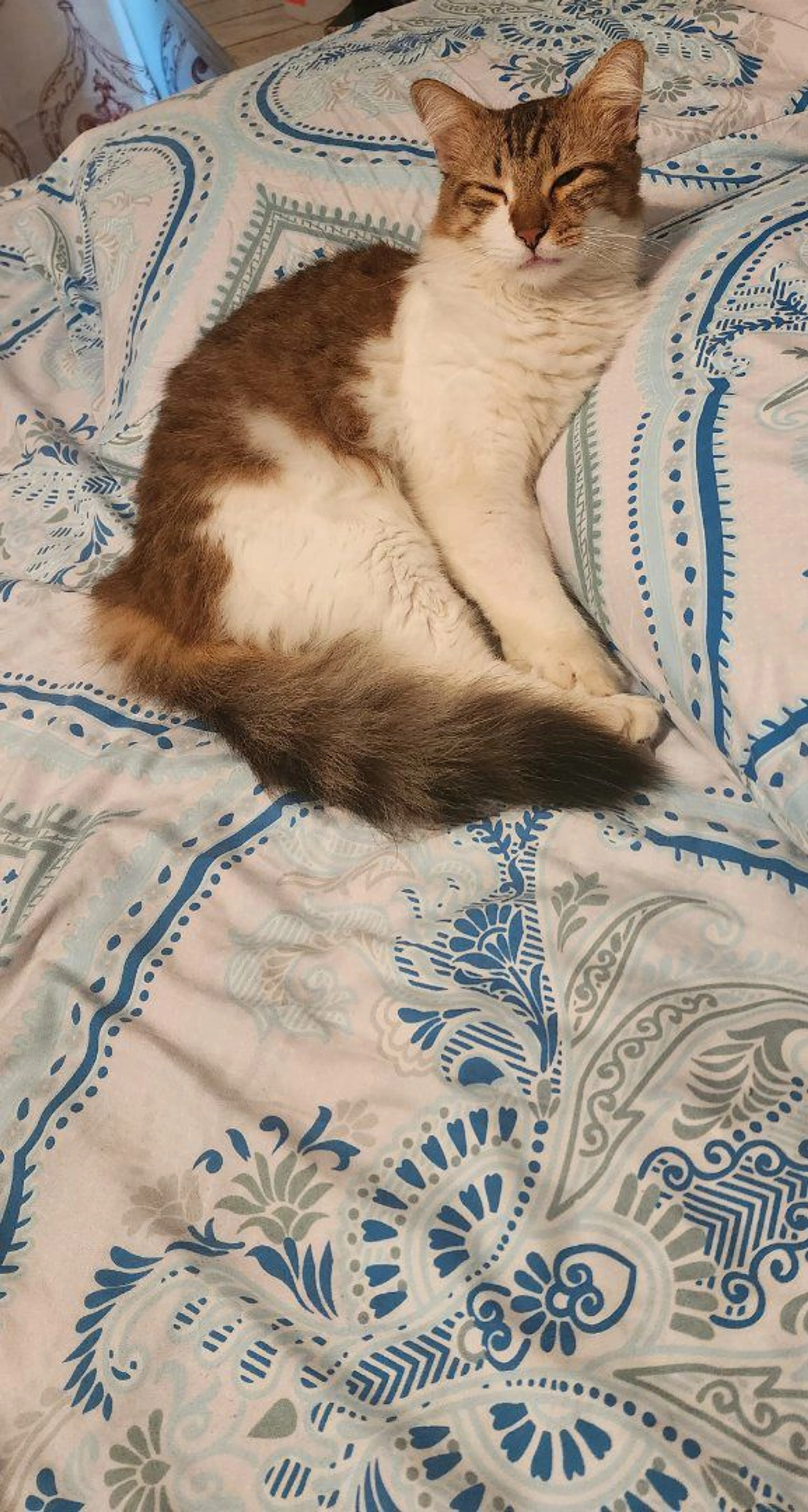 Lost pet-2