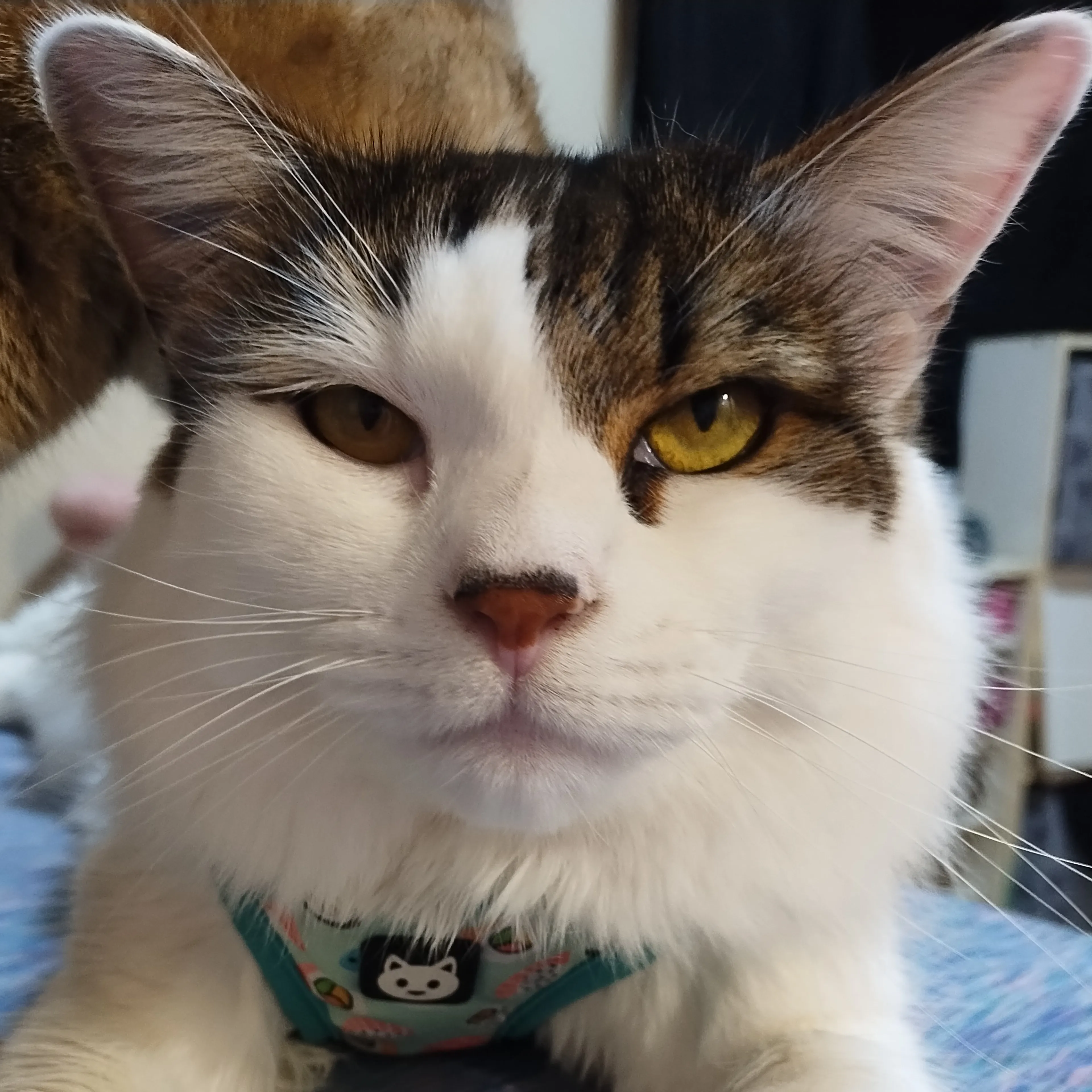 Lost pet-2