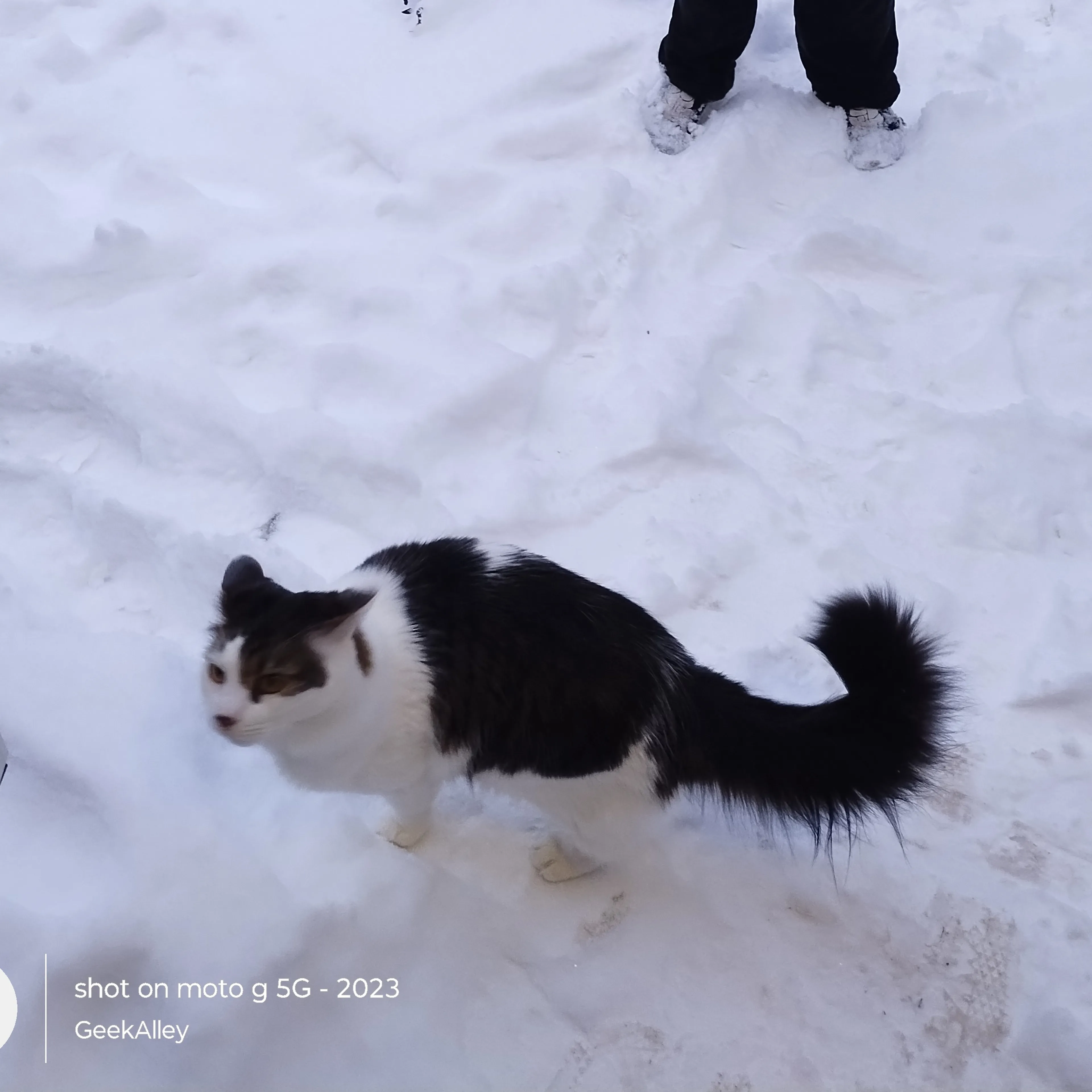 Lost pet-1
