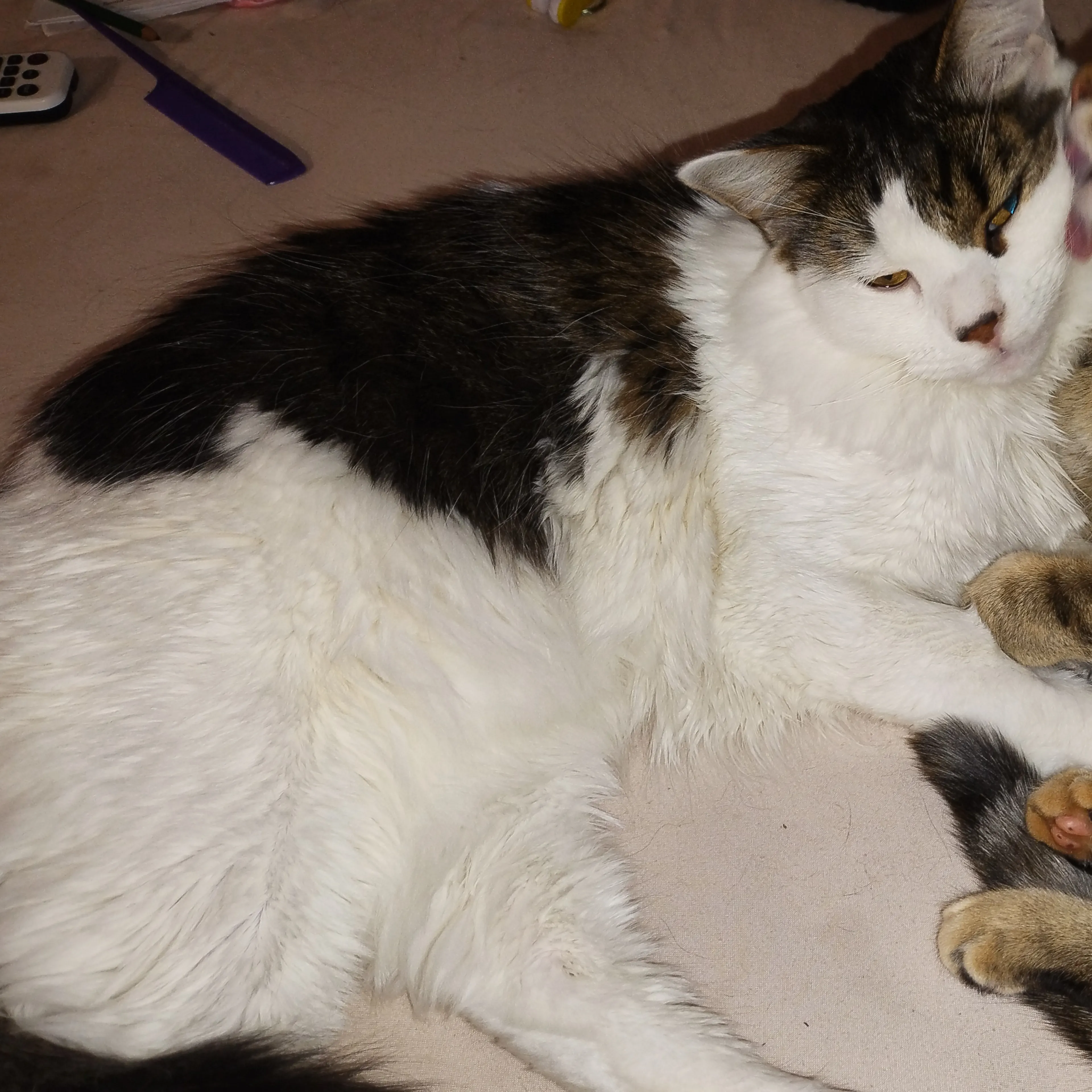 Lost pet-3