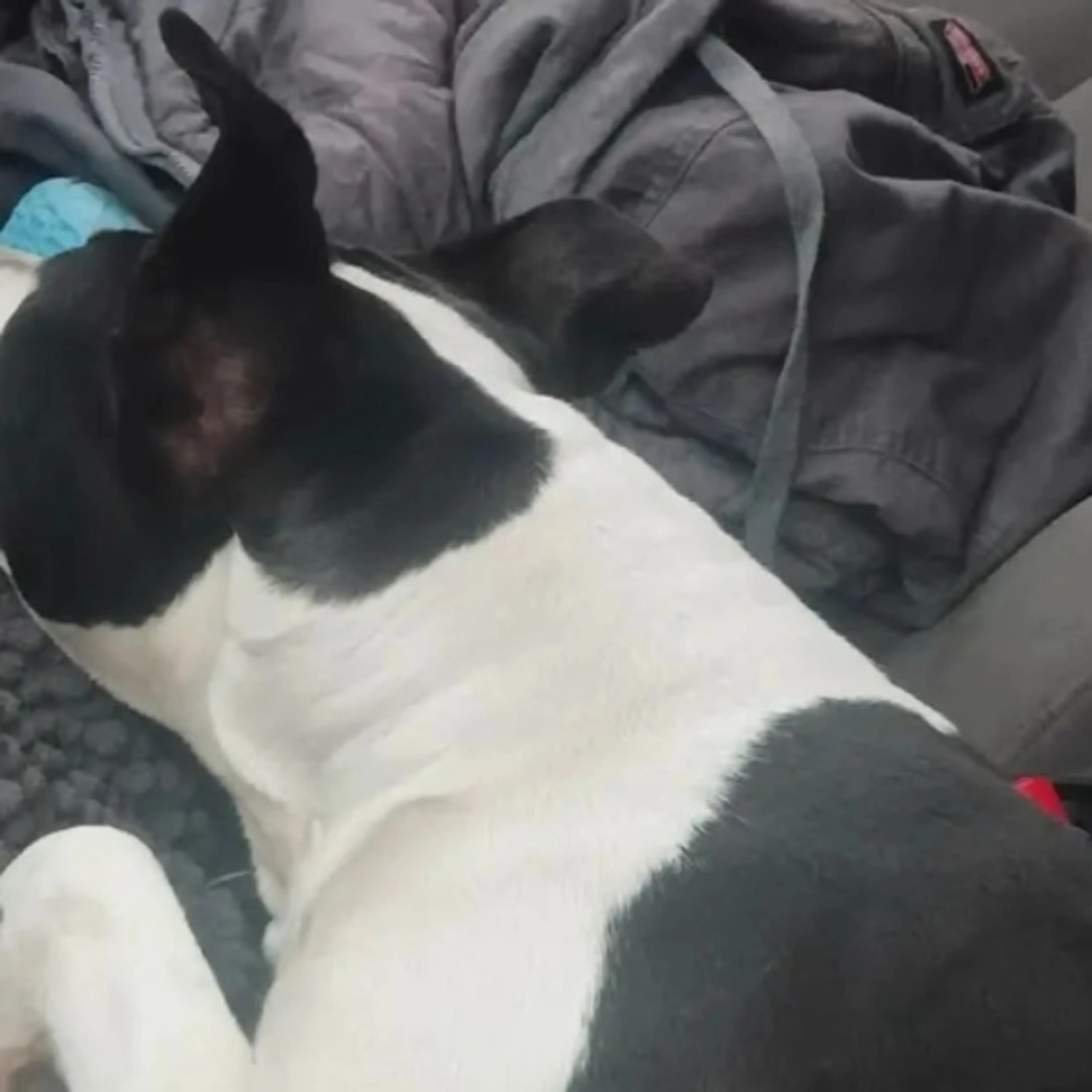 Lost pet