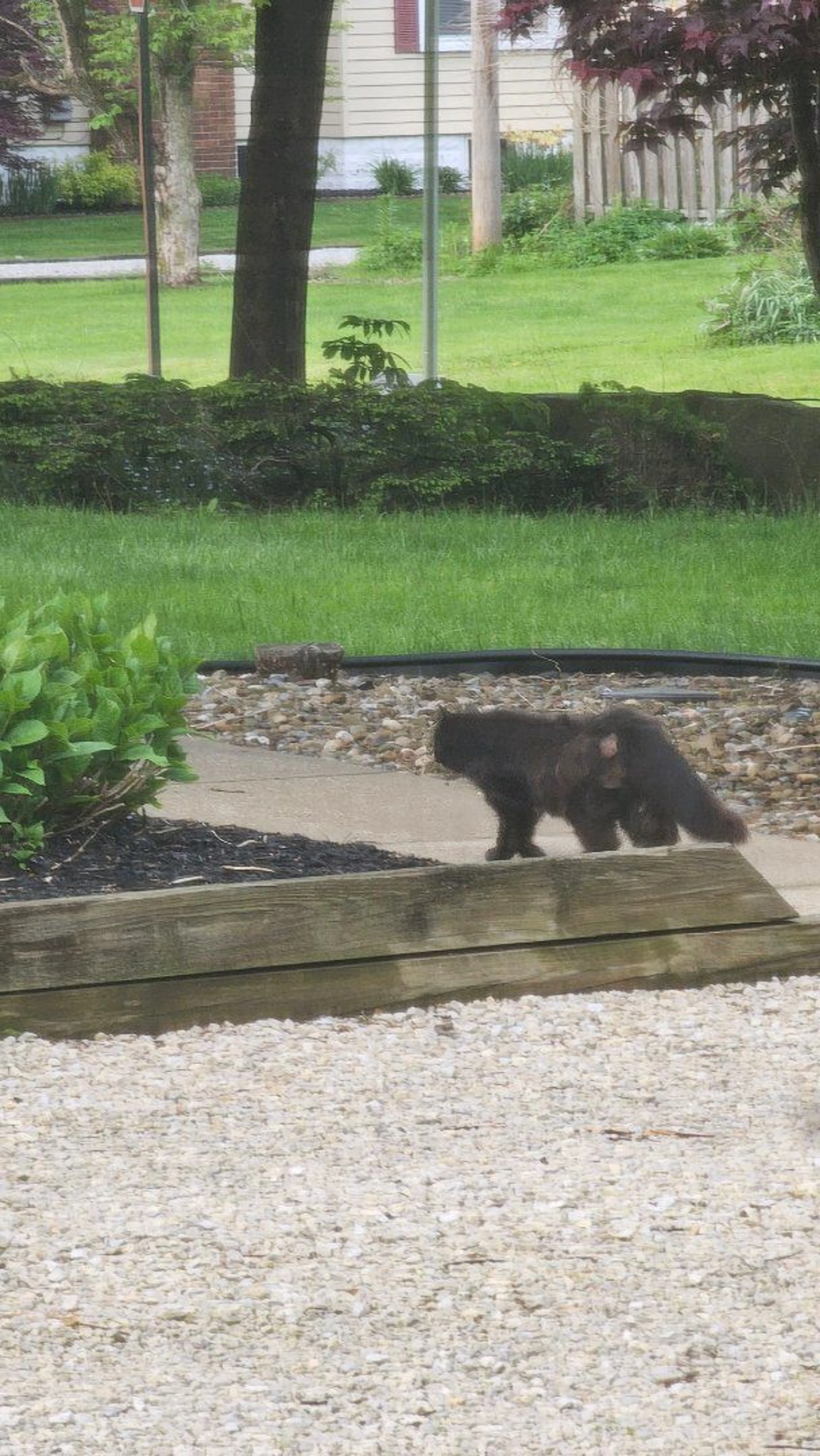 Lost pet-0