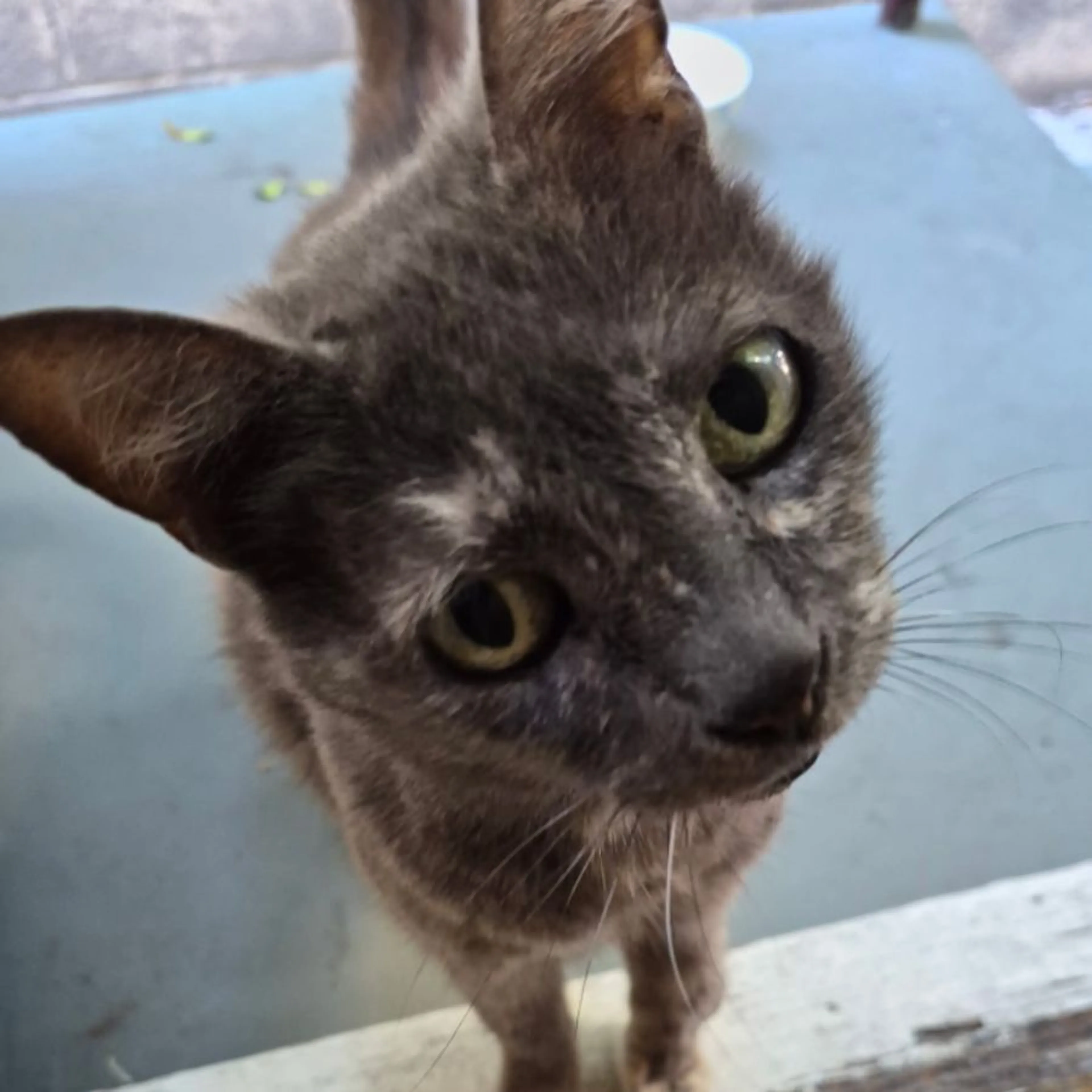 Found pet
