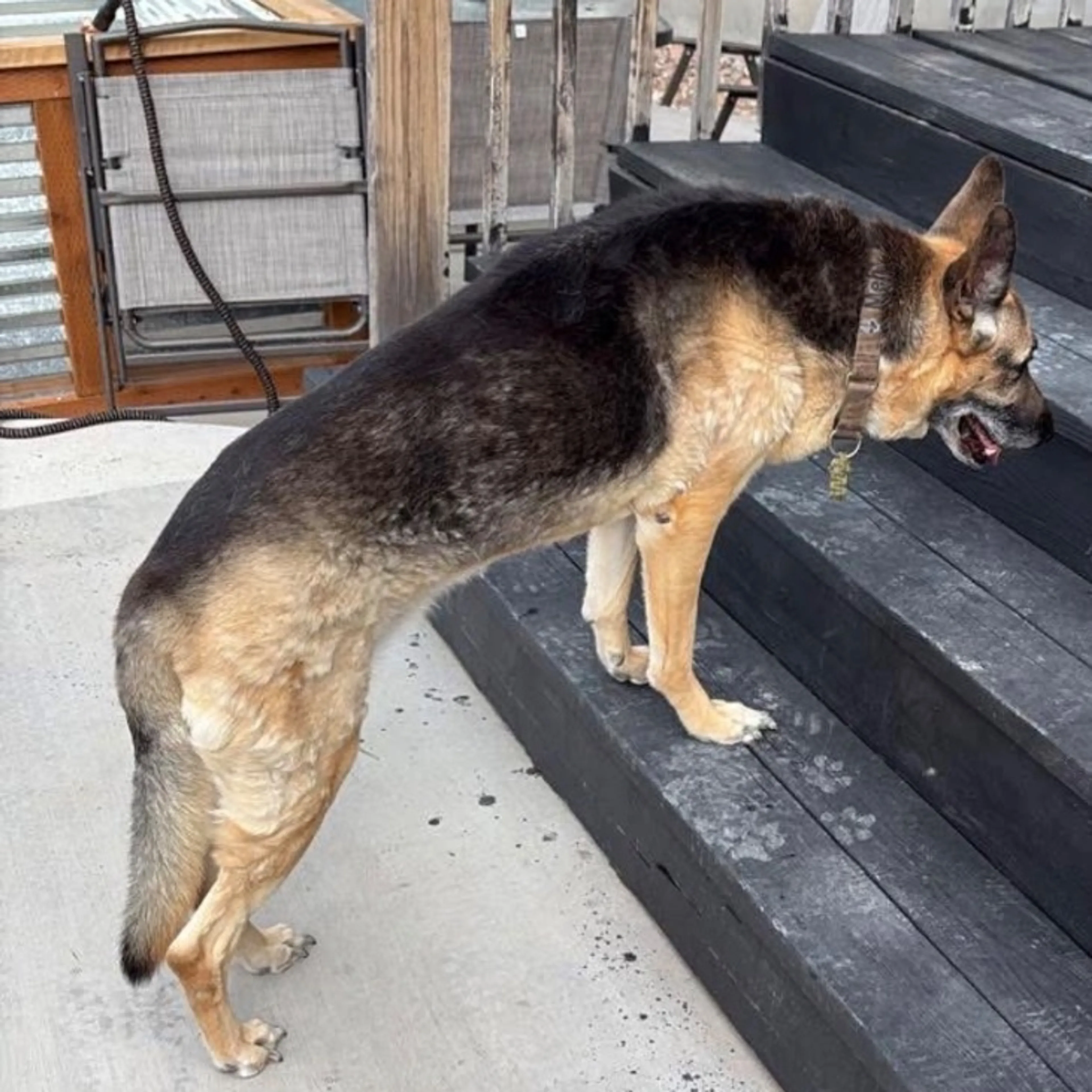 Found pet