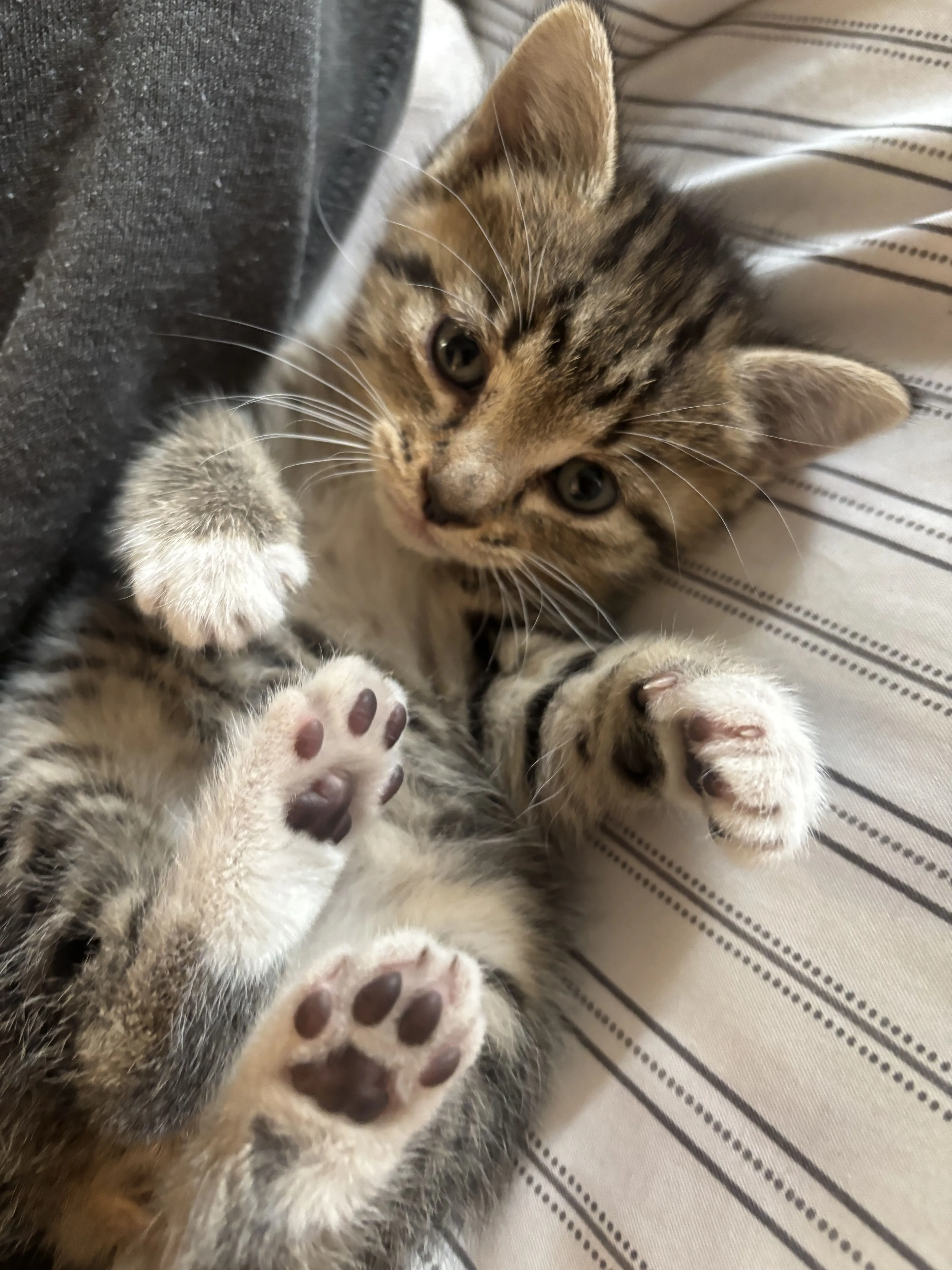Lost pet-1