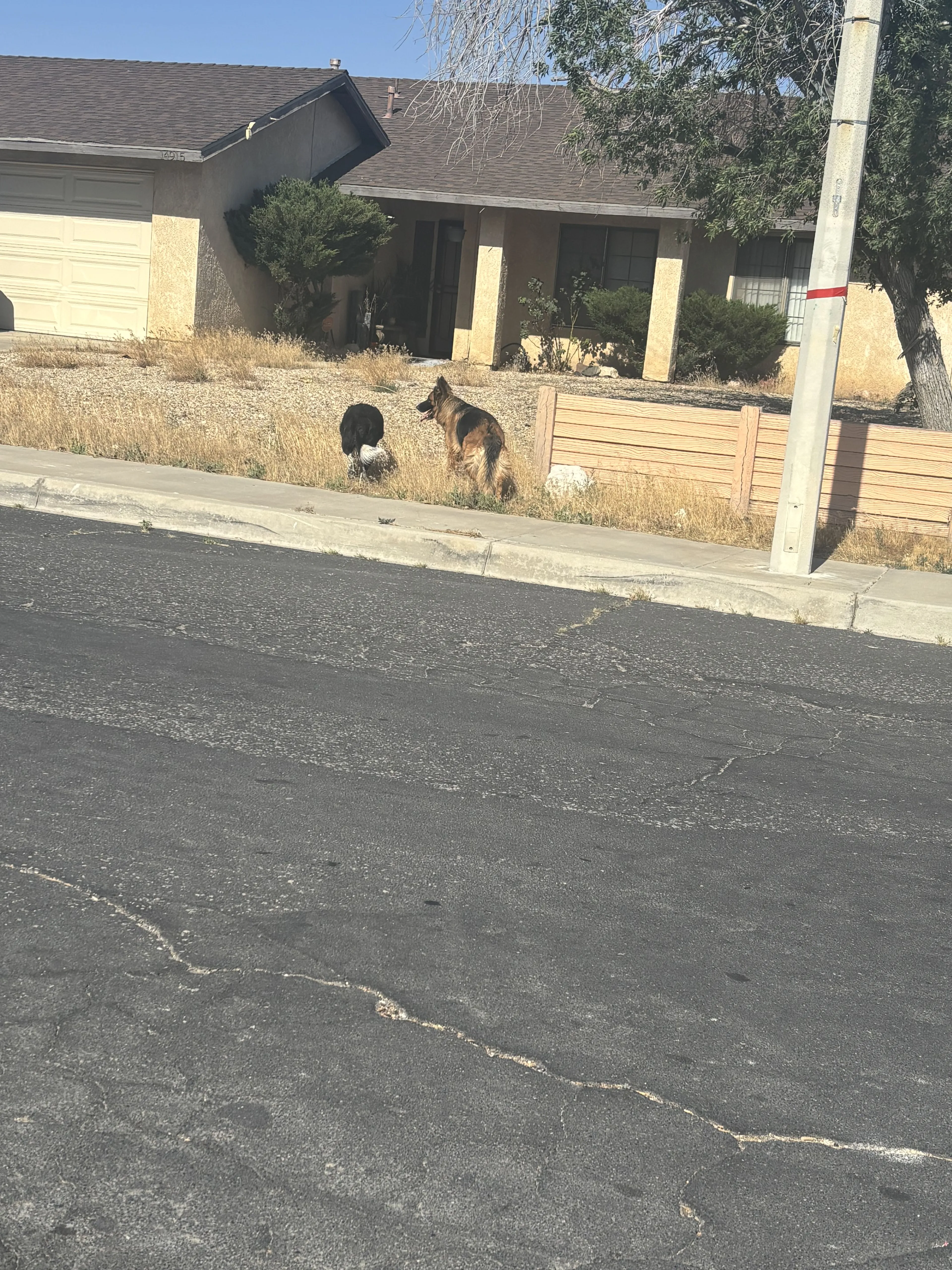 Lost pet-0