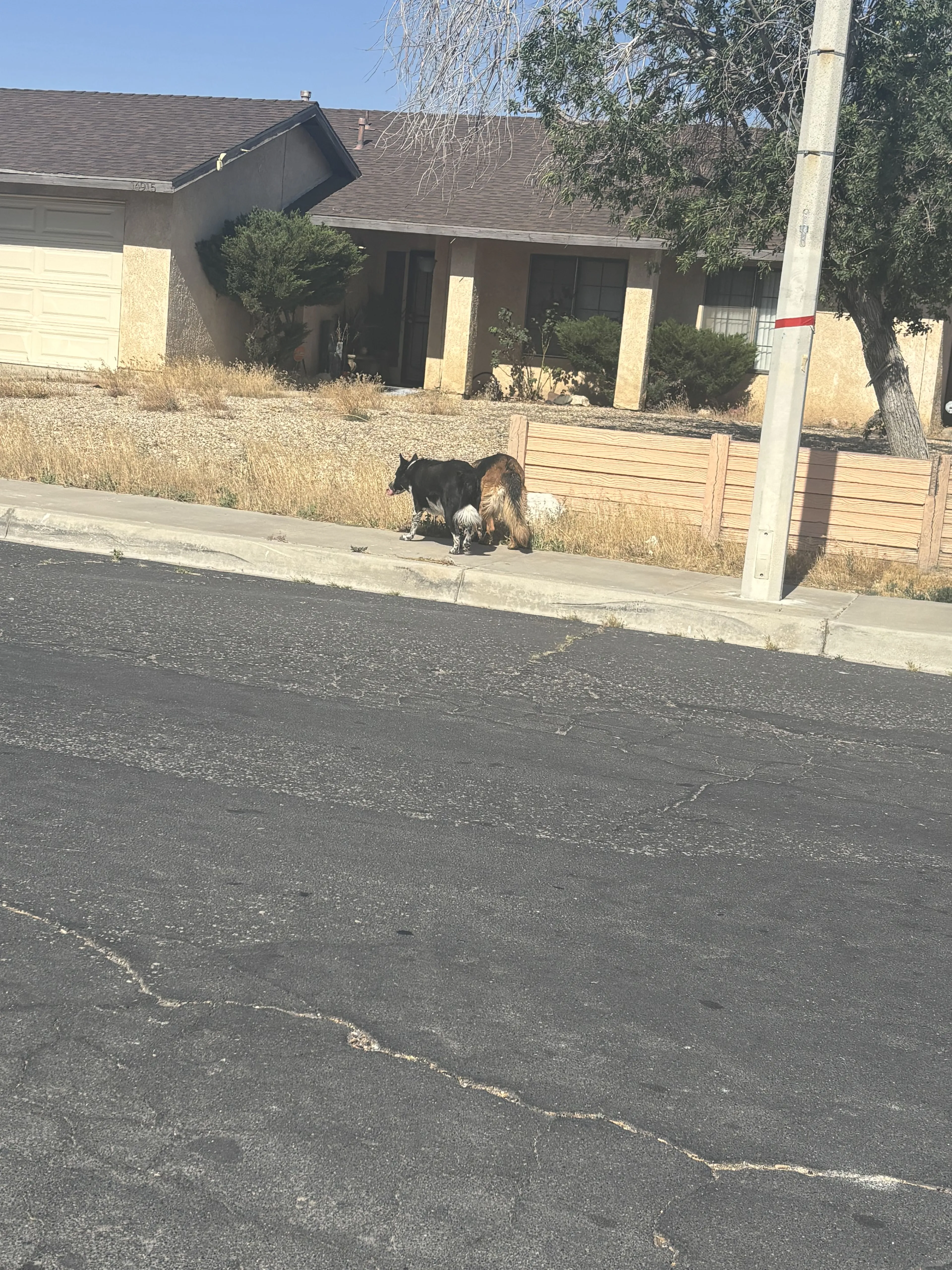 Lost pet-1