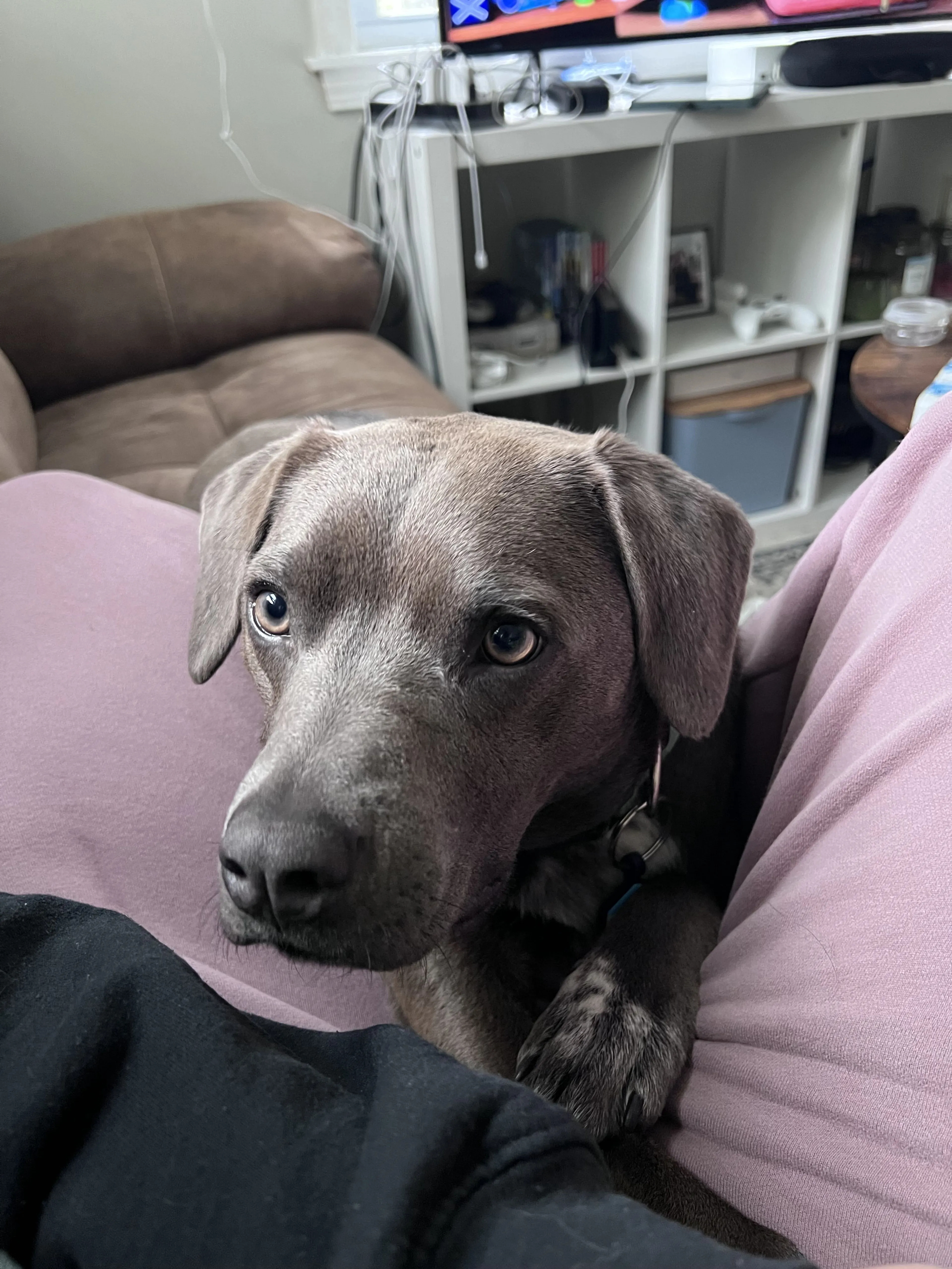 Lost pet-2