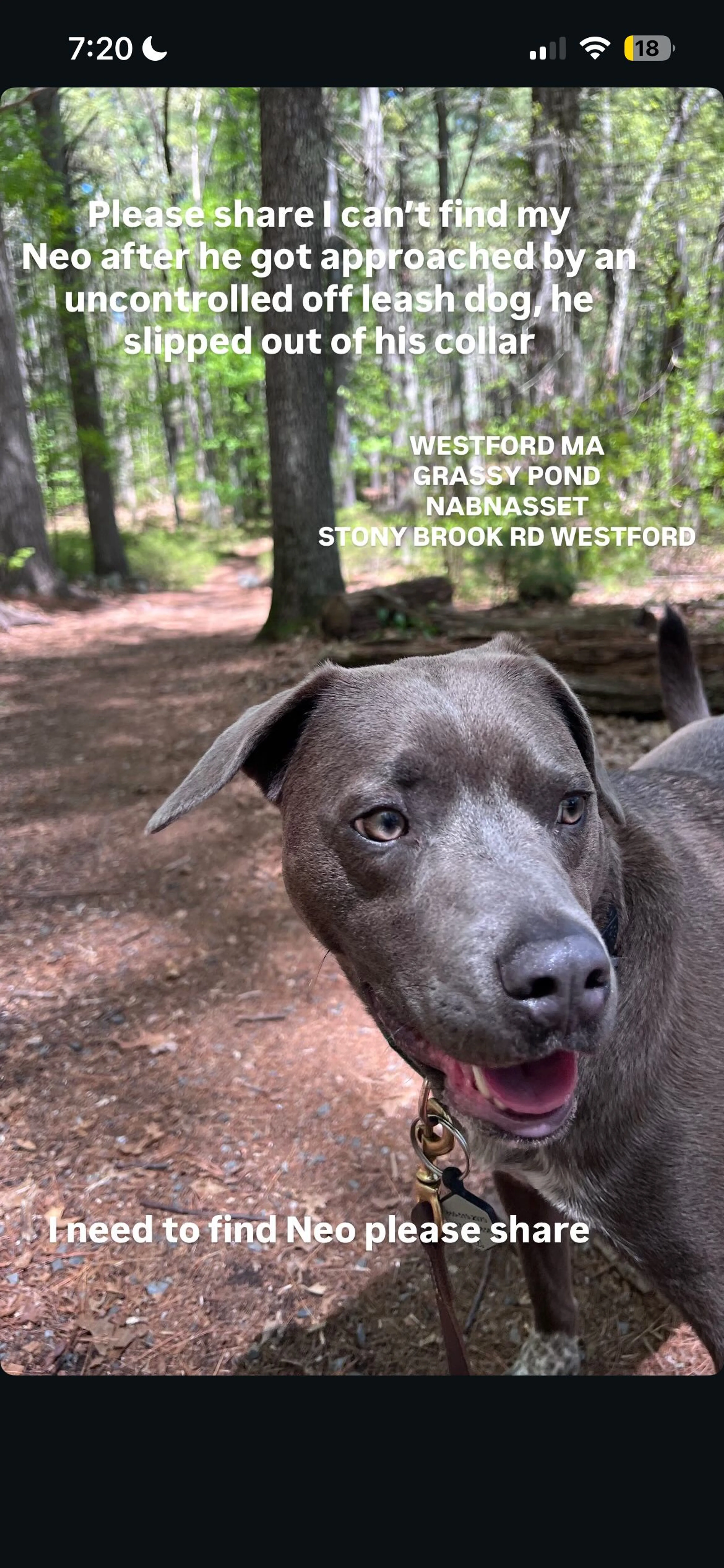Lost pet-0