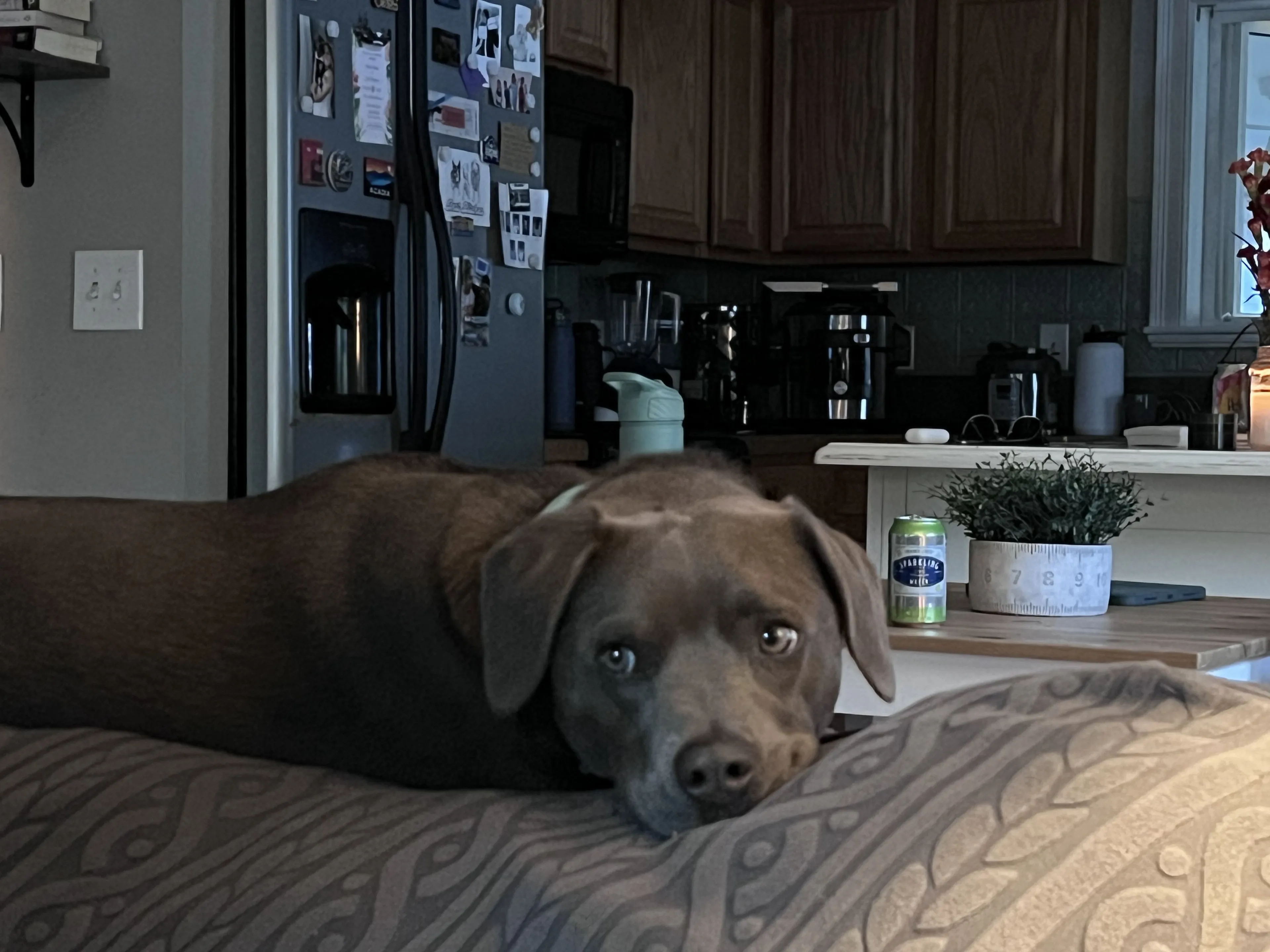 Lost pet-3