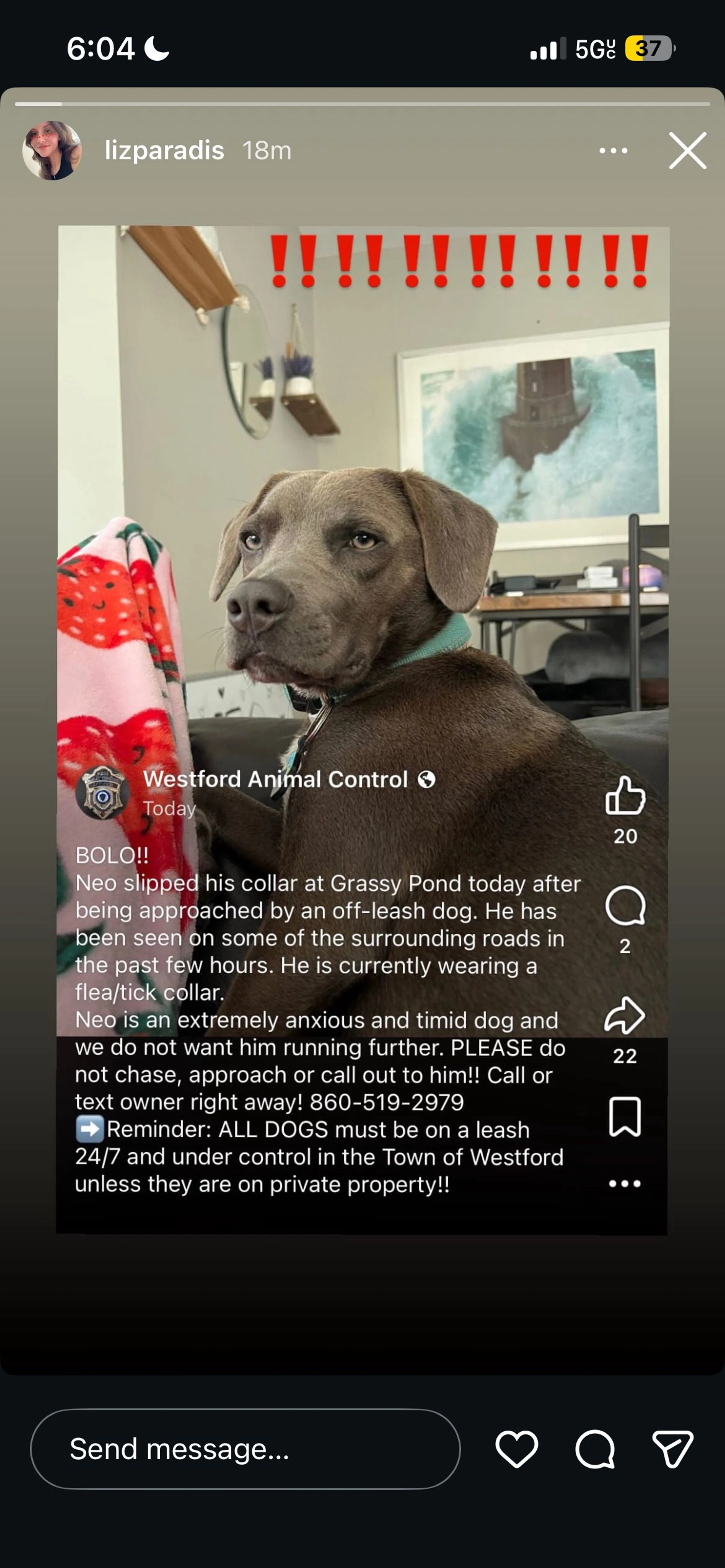 Lost pet-1