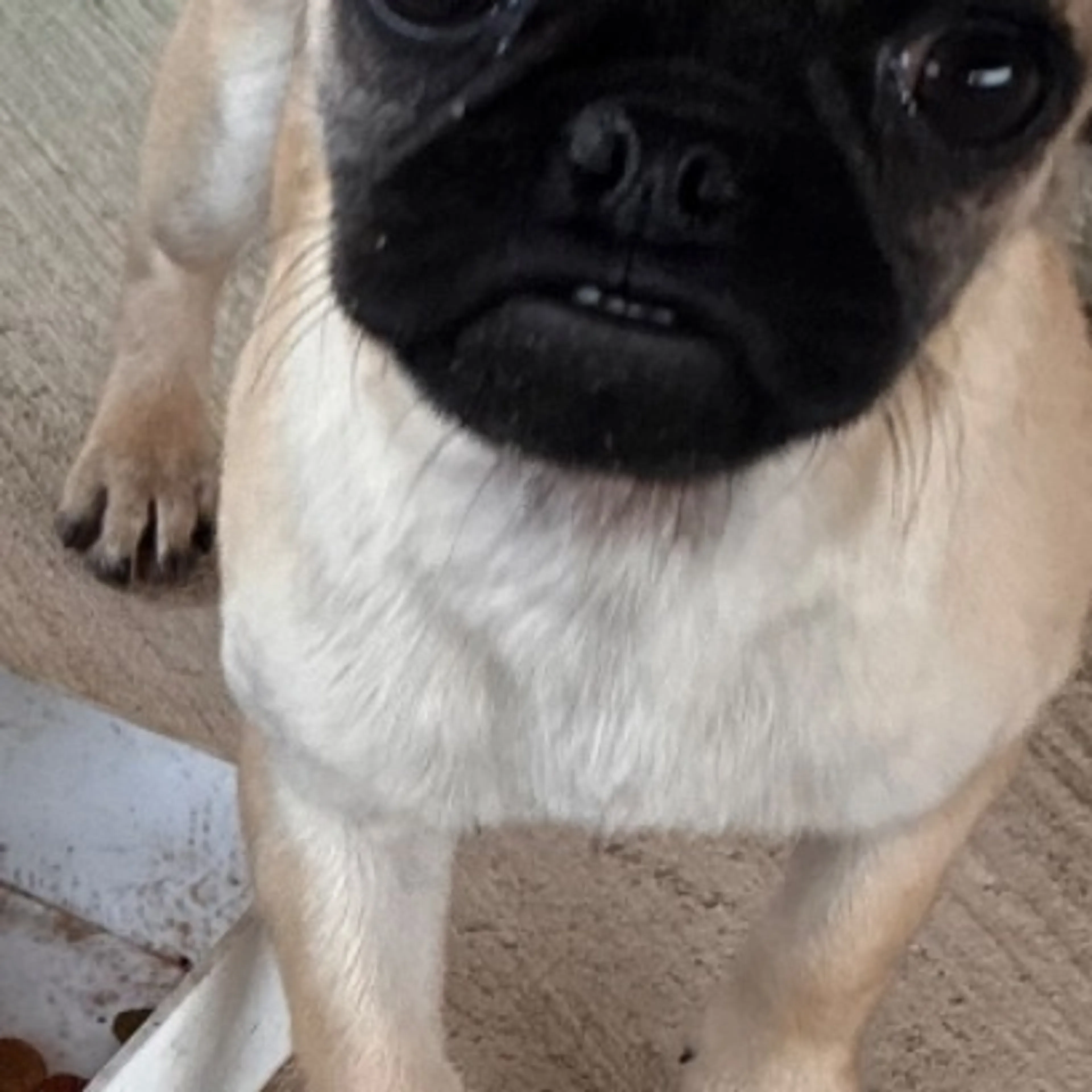 Lost pet
