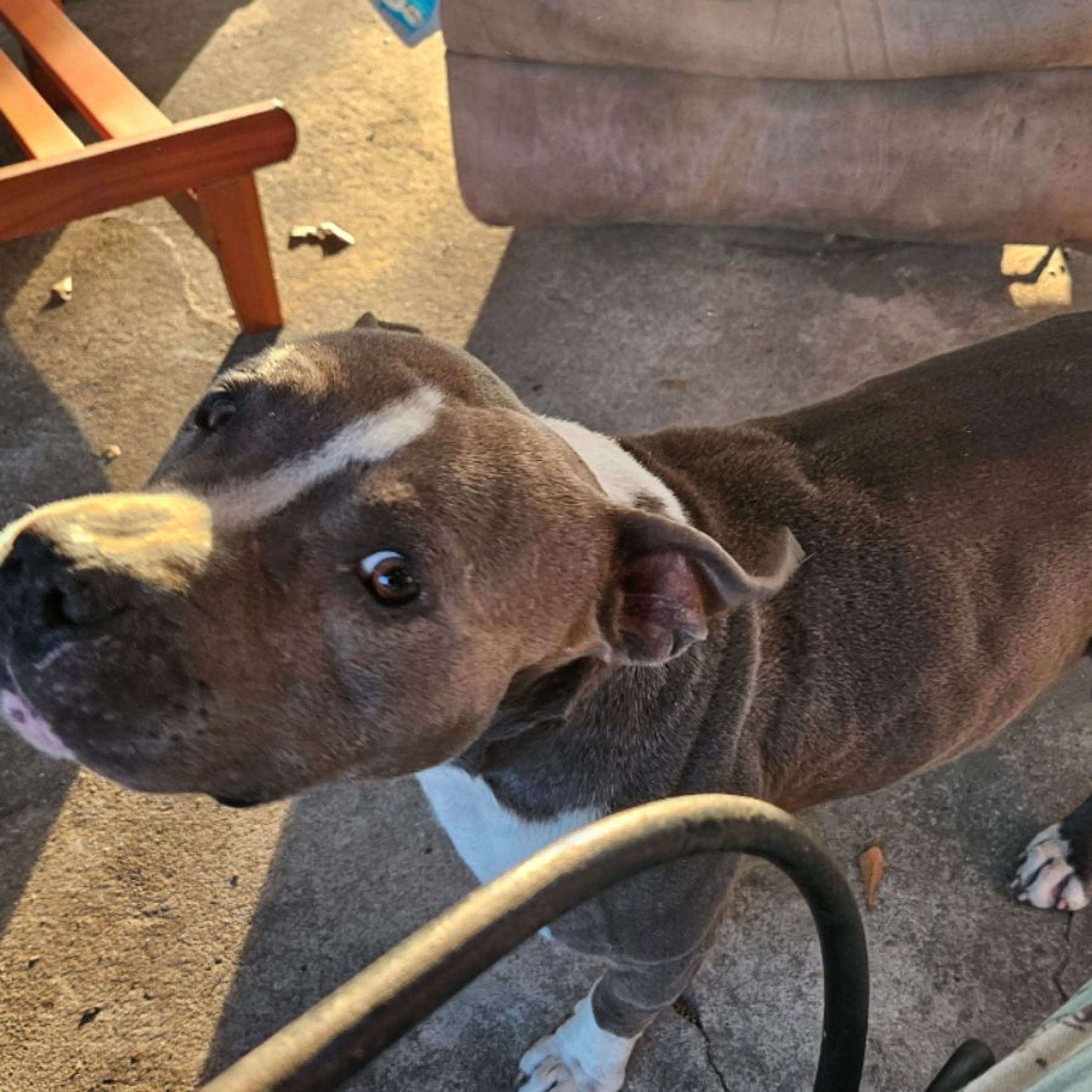 Found pet