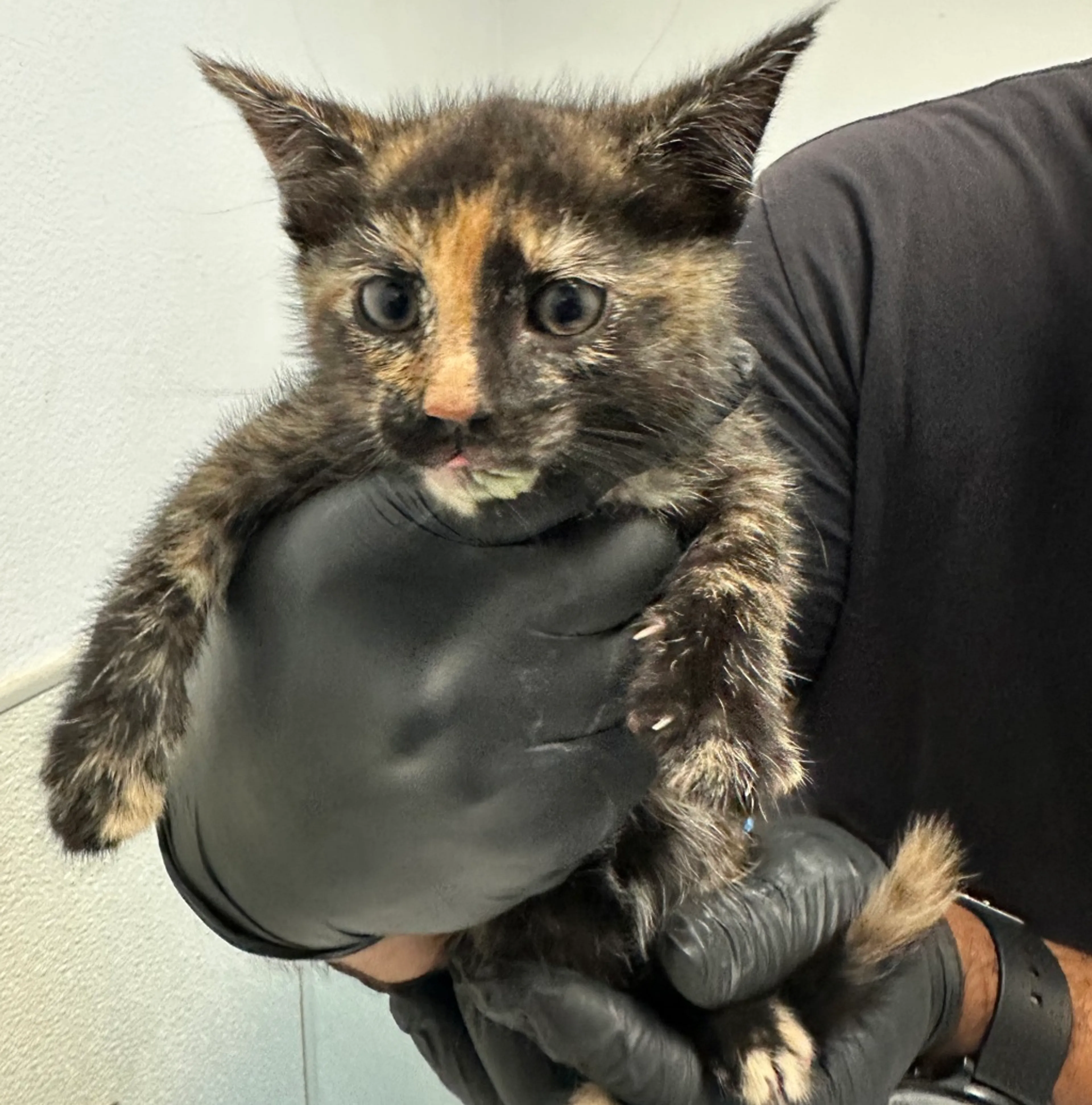 Found pet