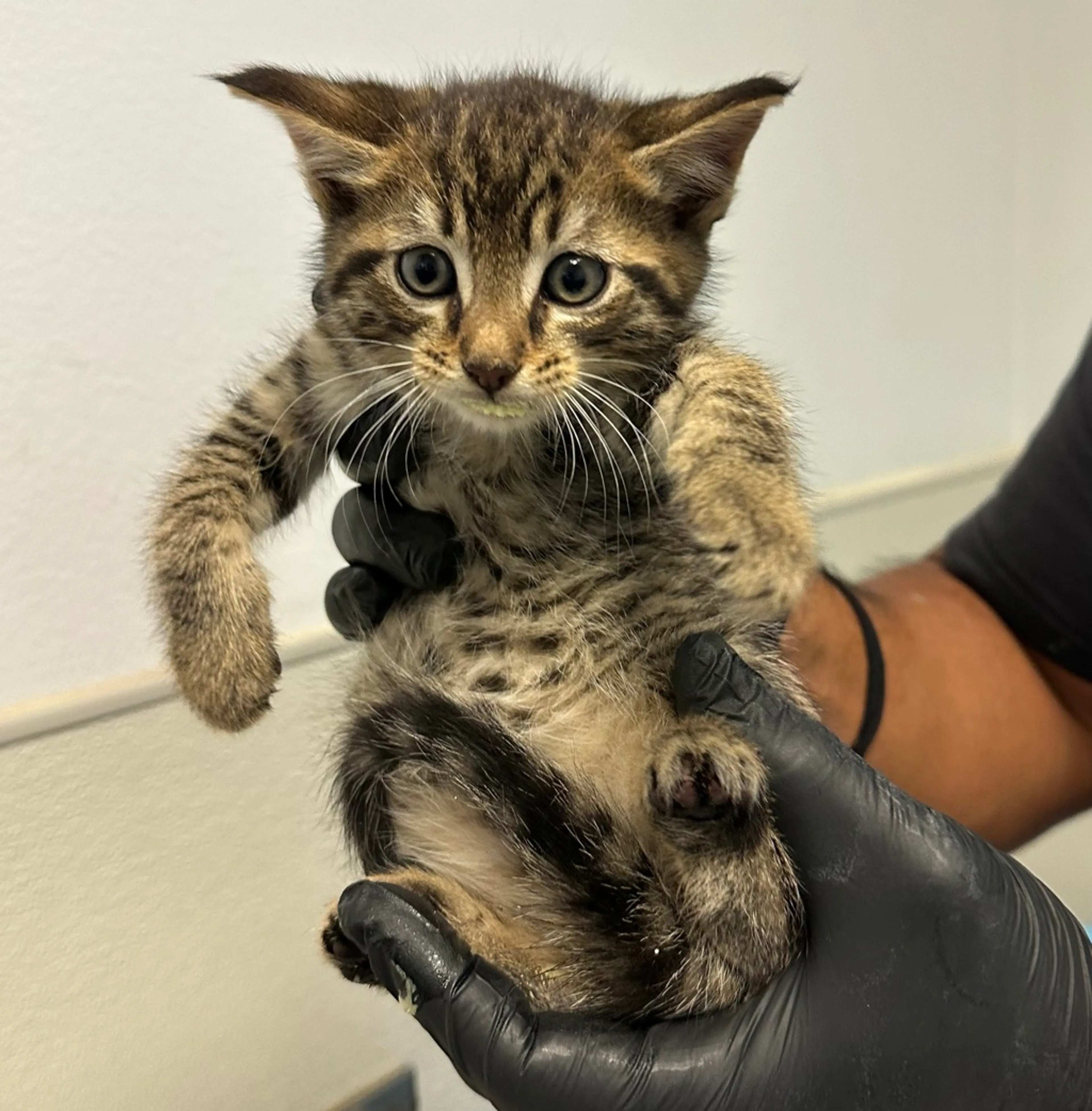 Found pet