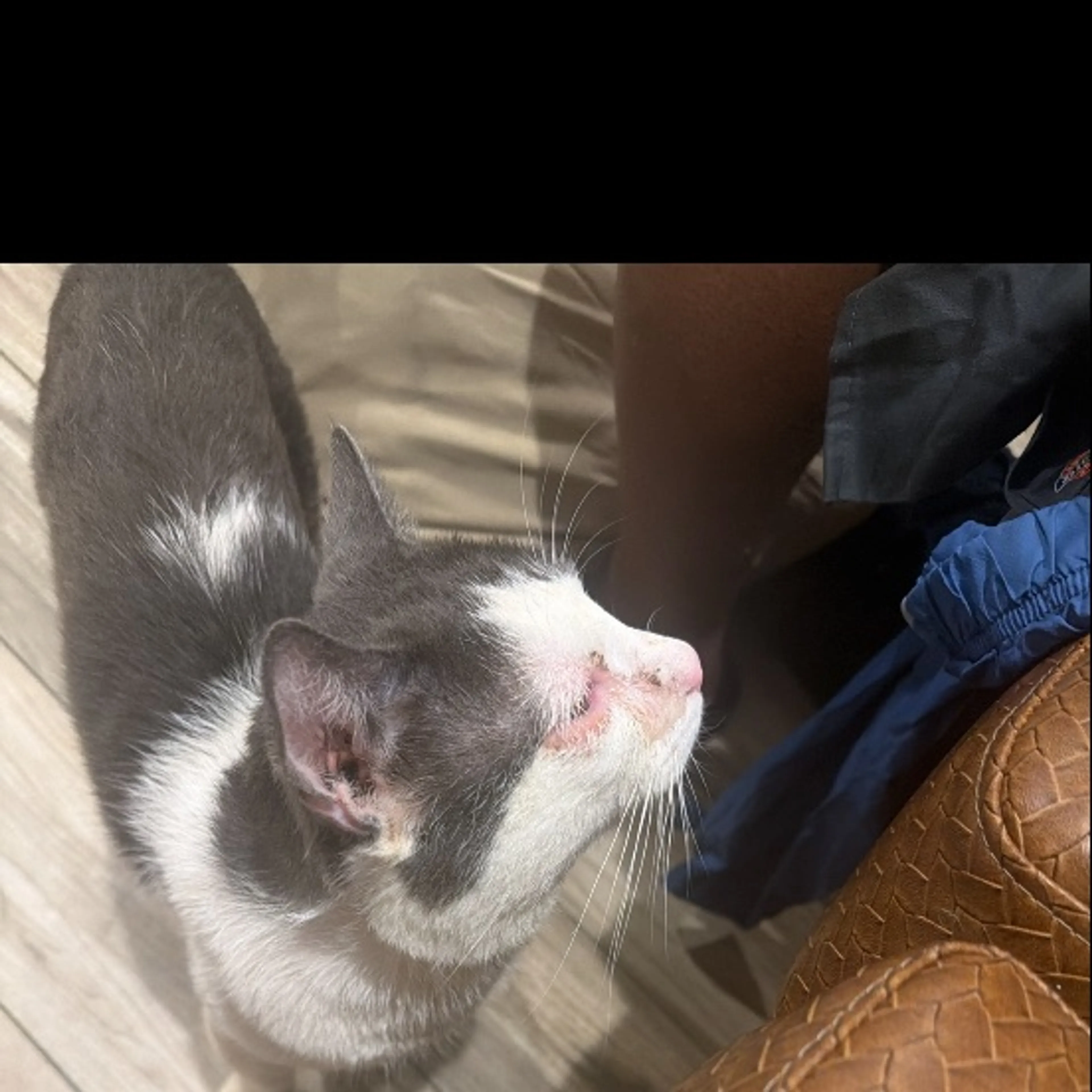 Lost pet-0