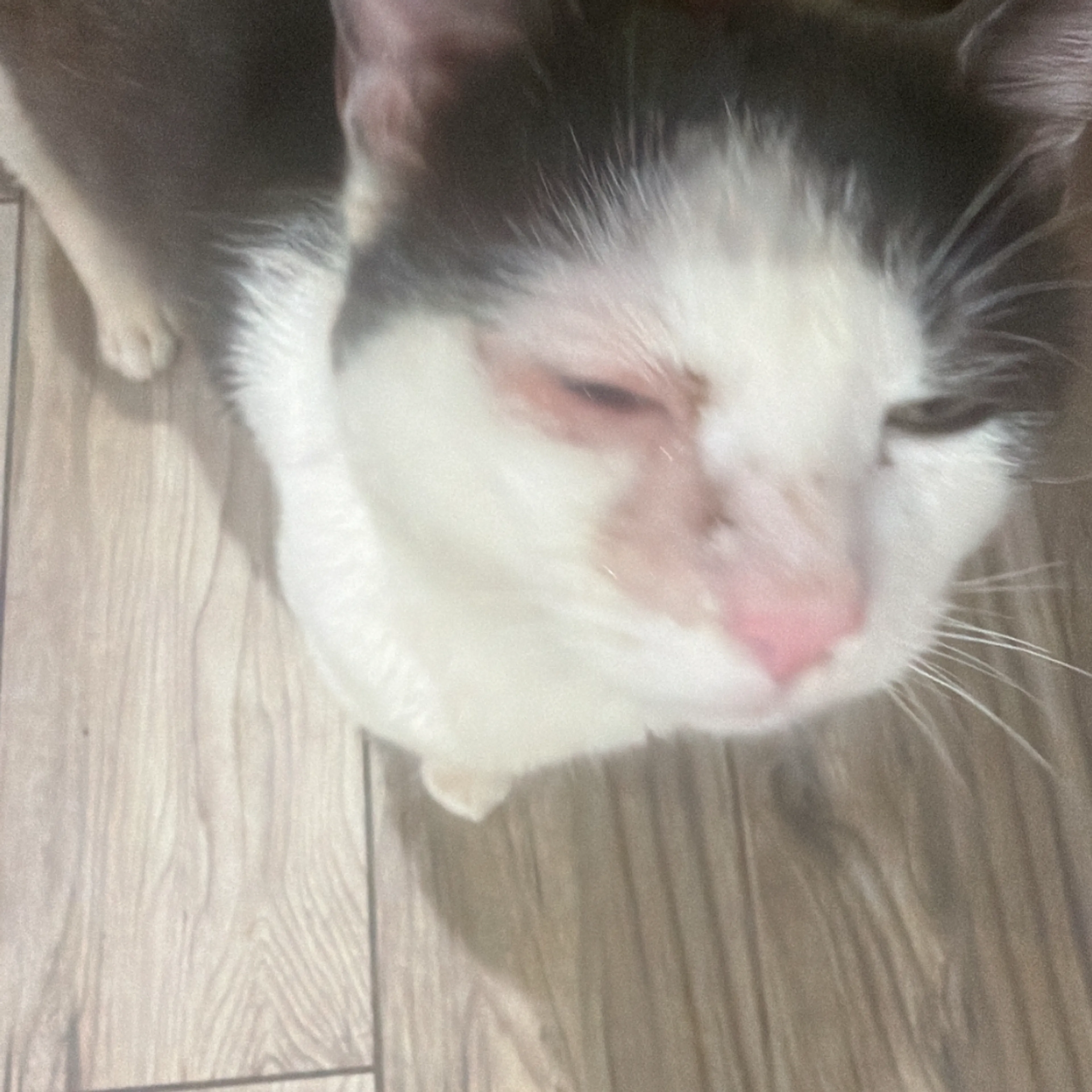 Lost pet-1